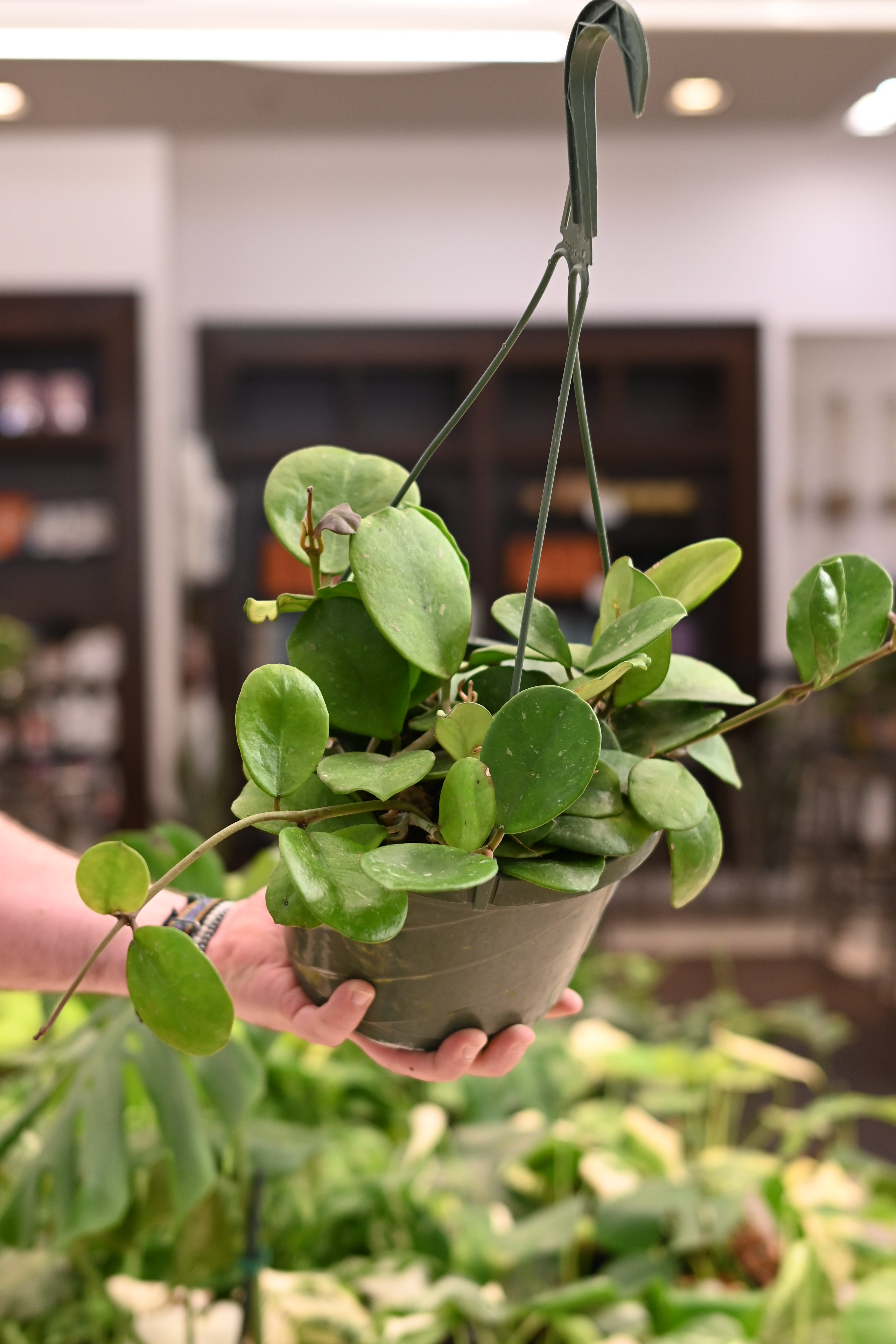 Hoya Obovata