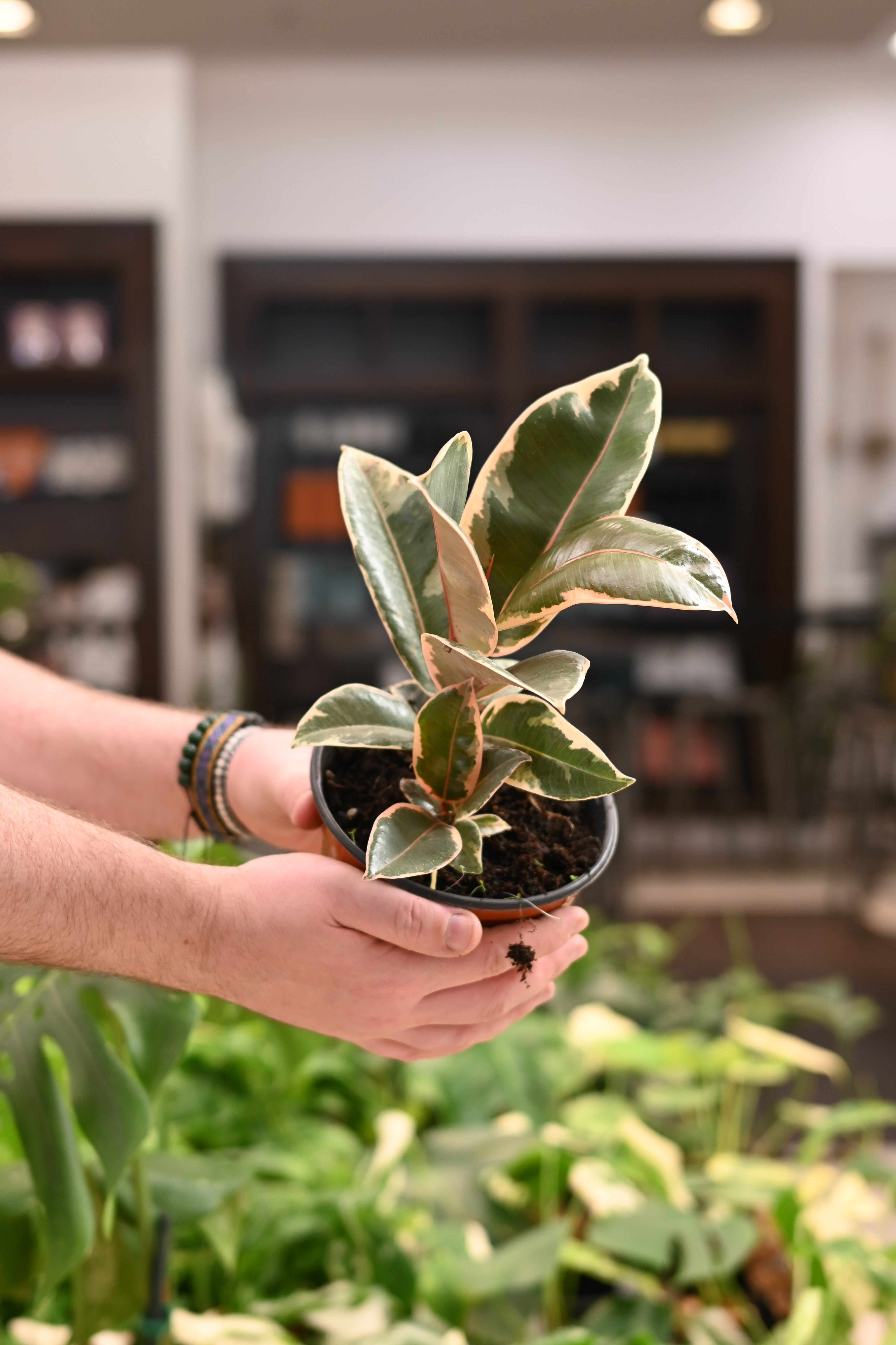 Ficus Ruby