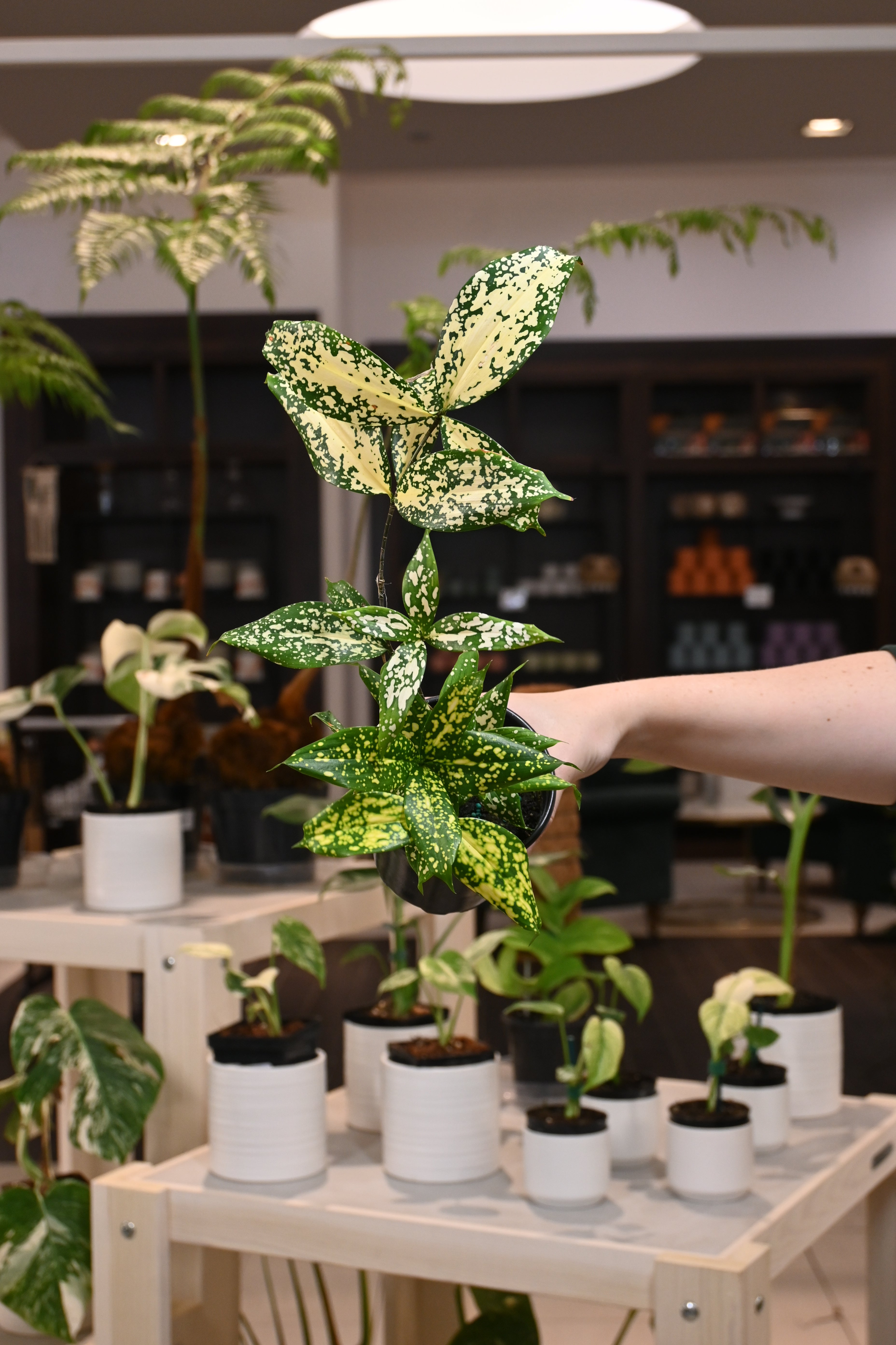 Dracaena Gold Dust