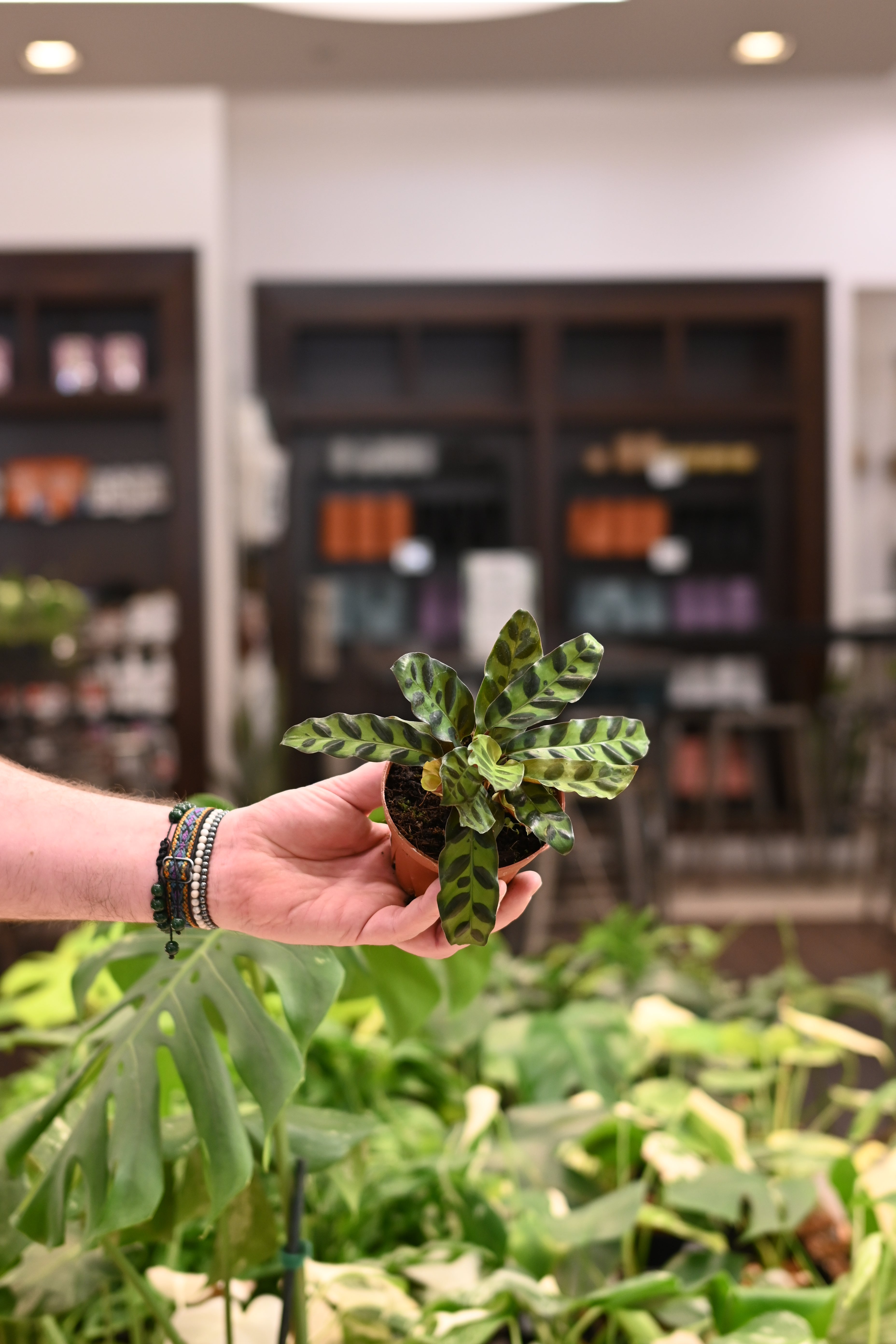 Calathea Lancifolia