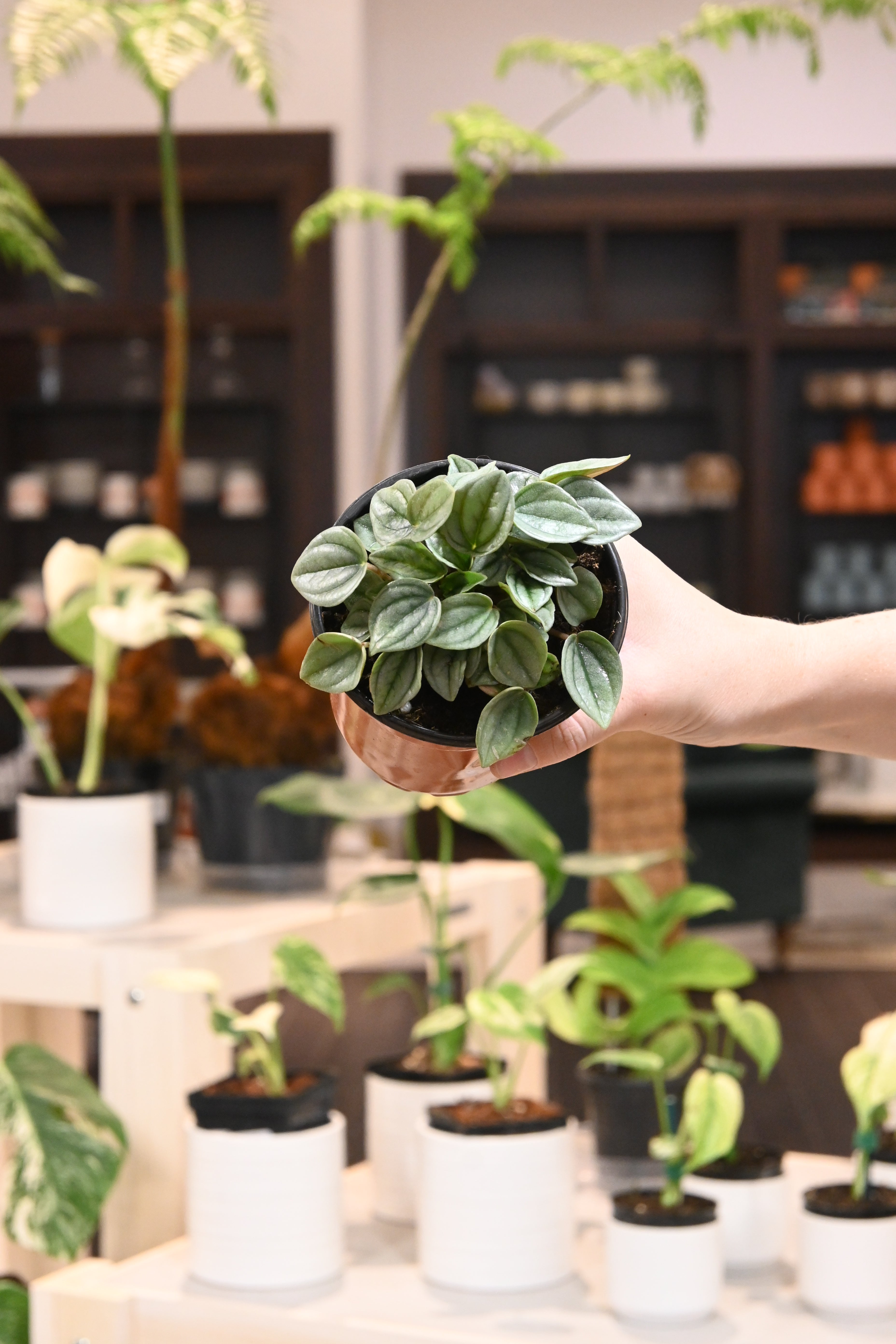 Peperomia Napolin Night