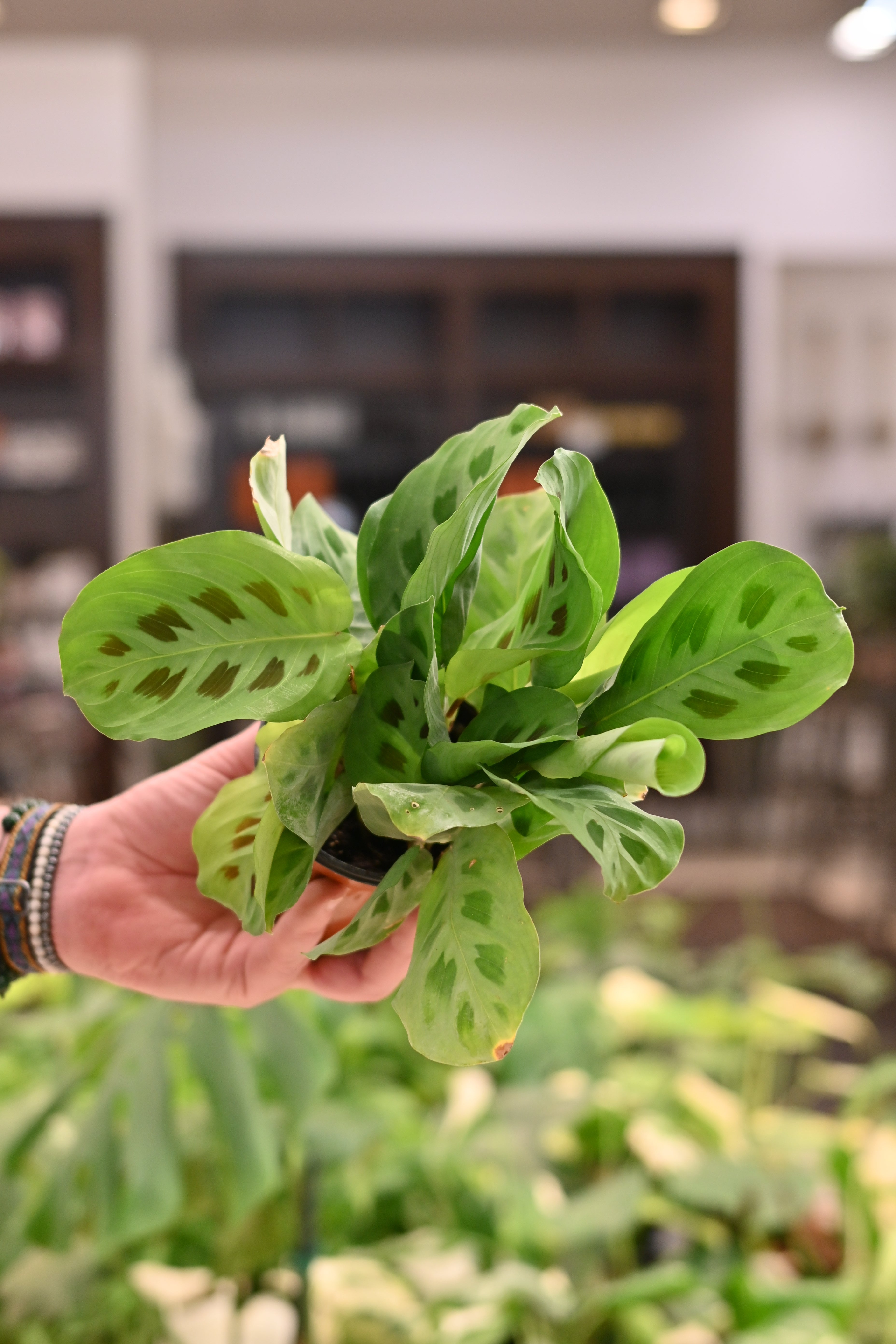 Maranta Green