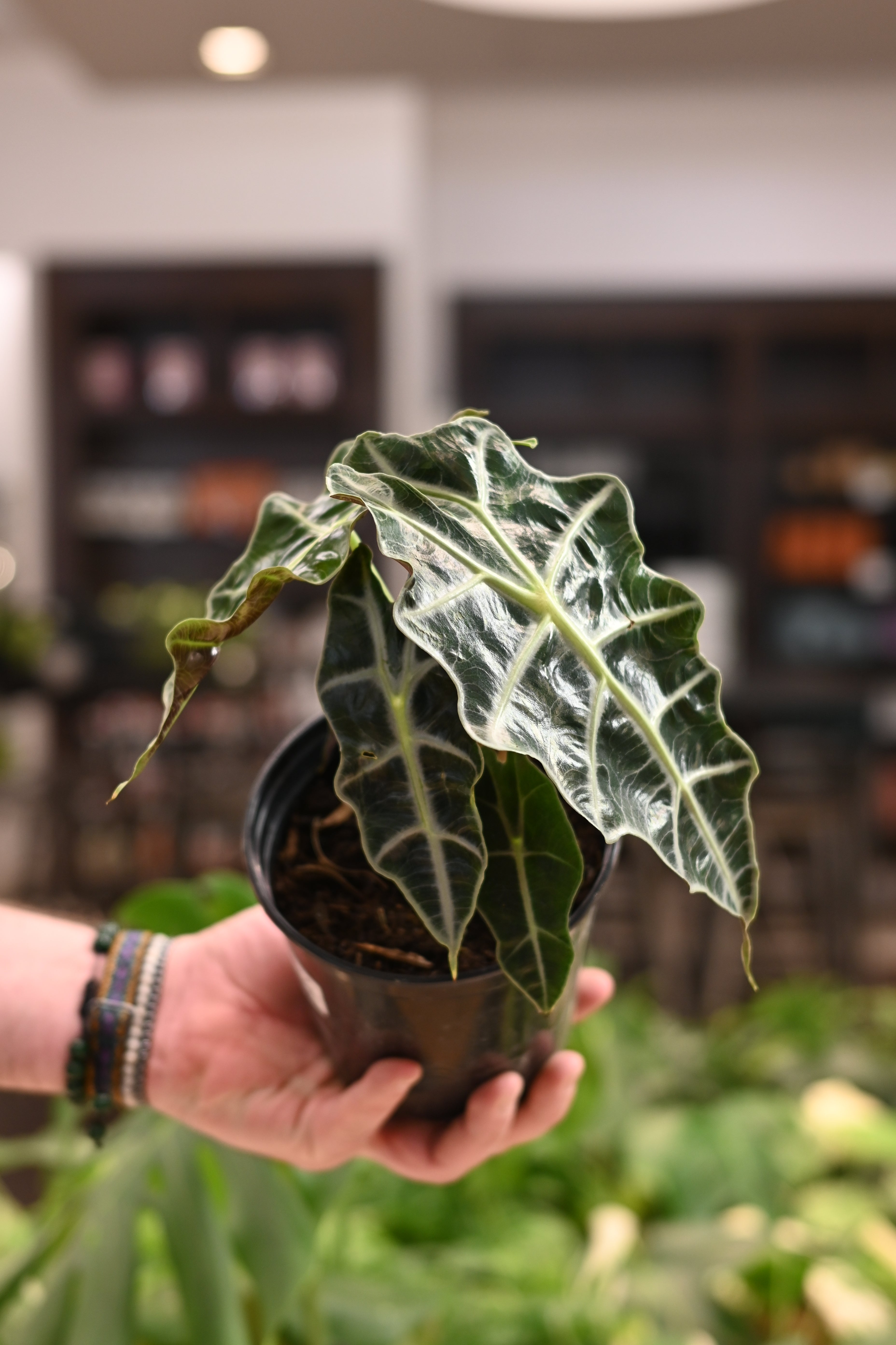 Alocasia Polly