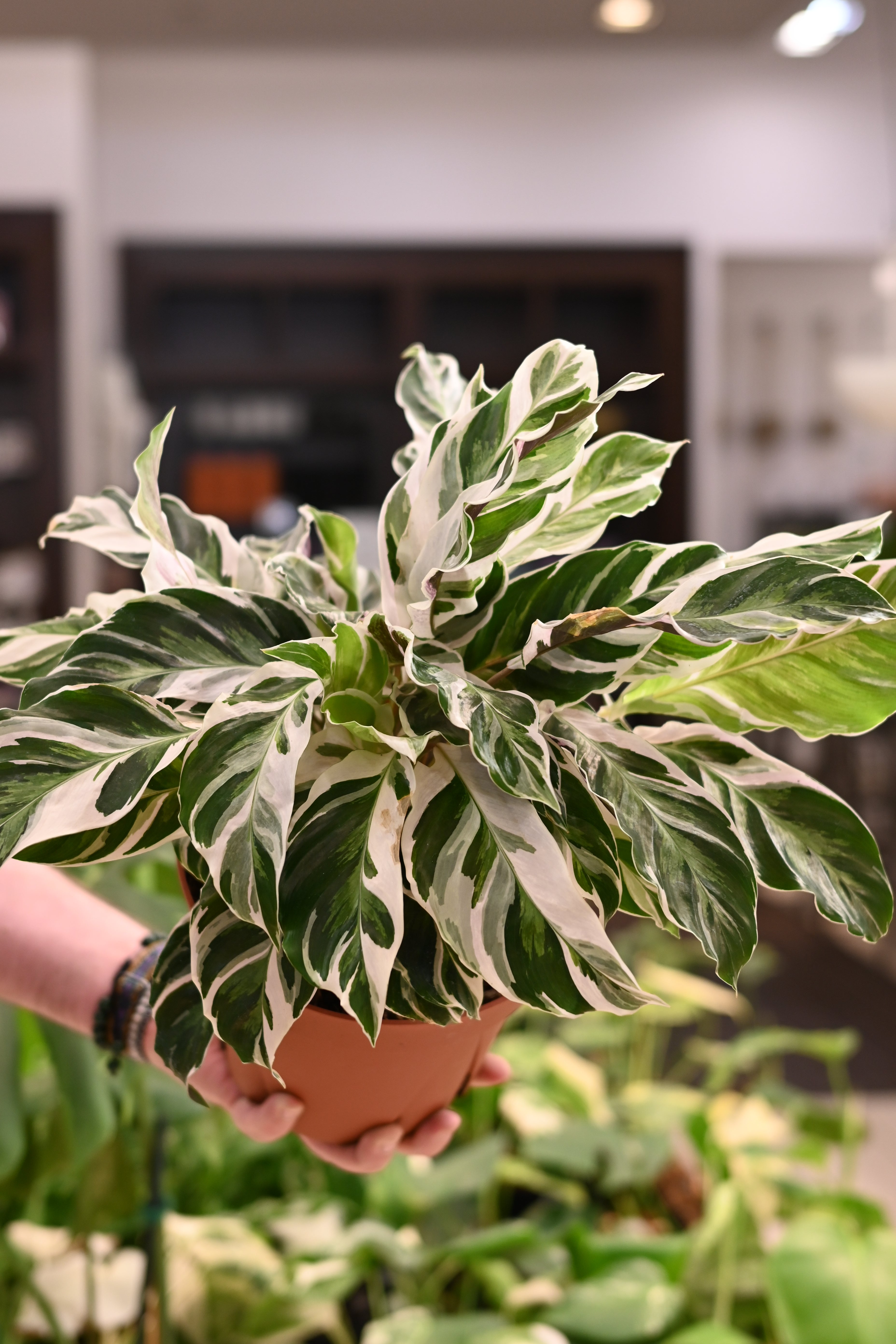 Calathea White Fusion
