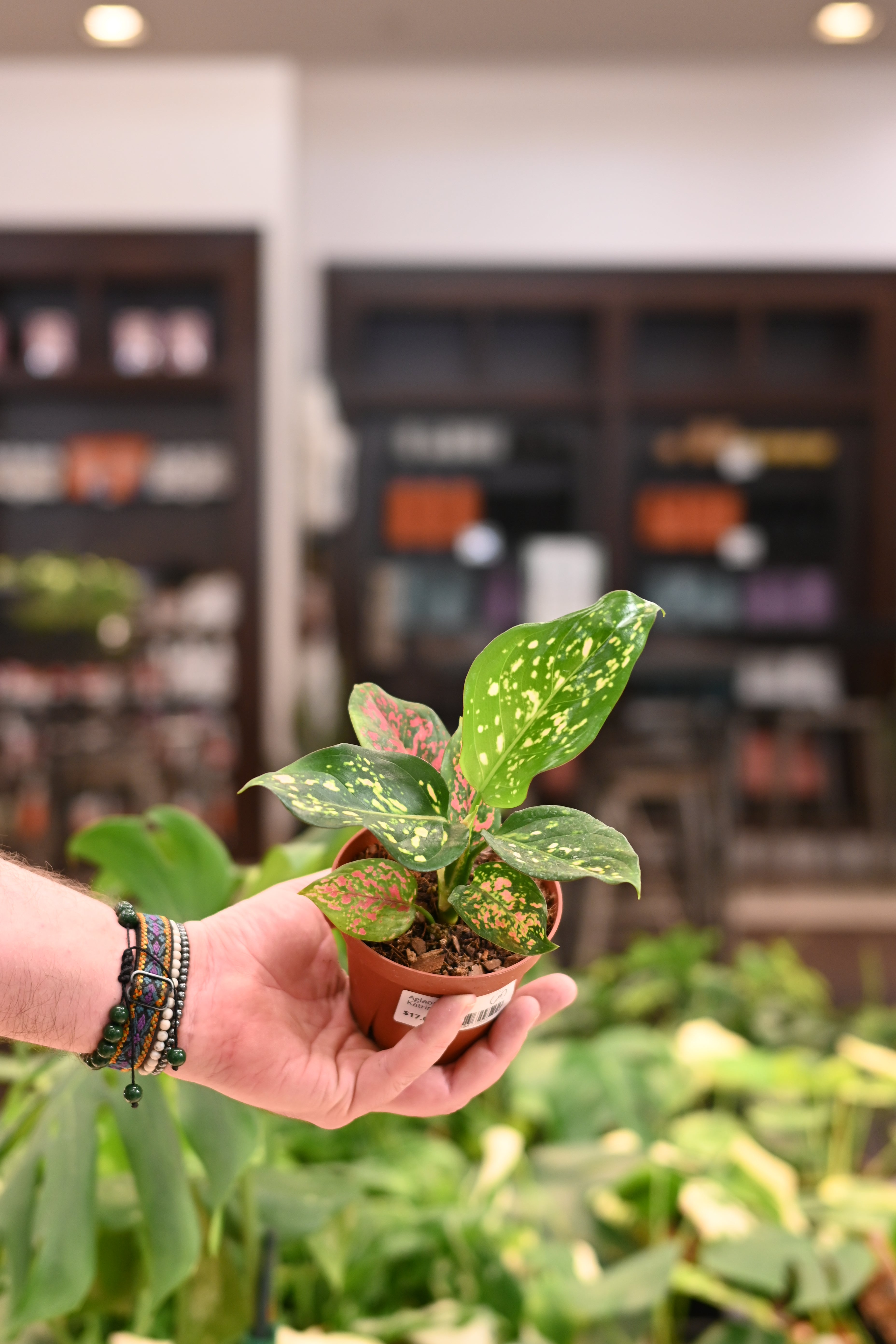 Aglaonema Katrina