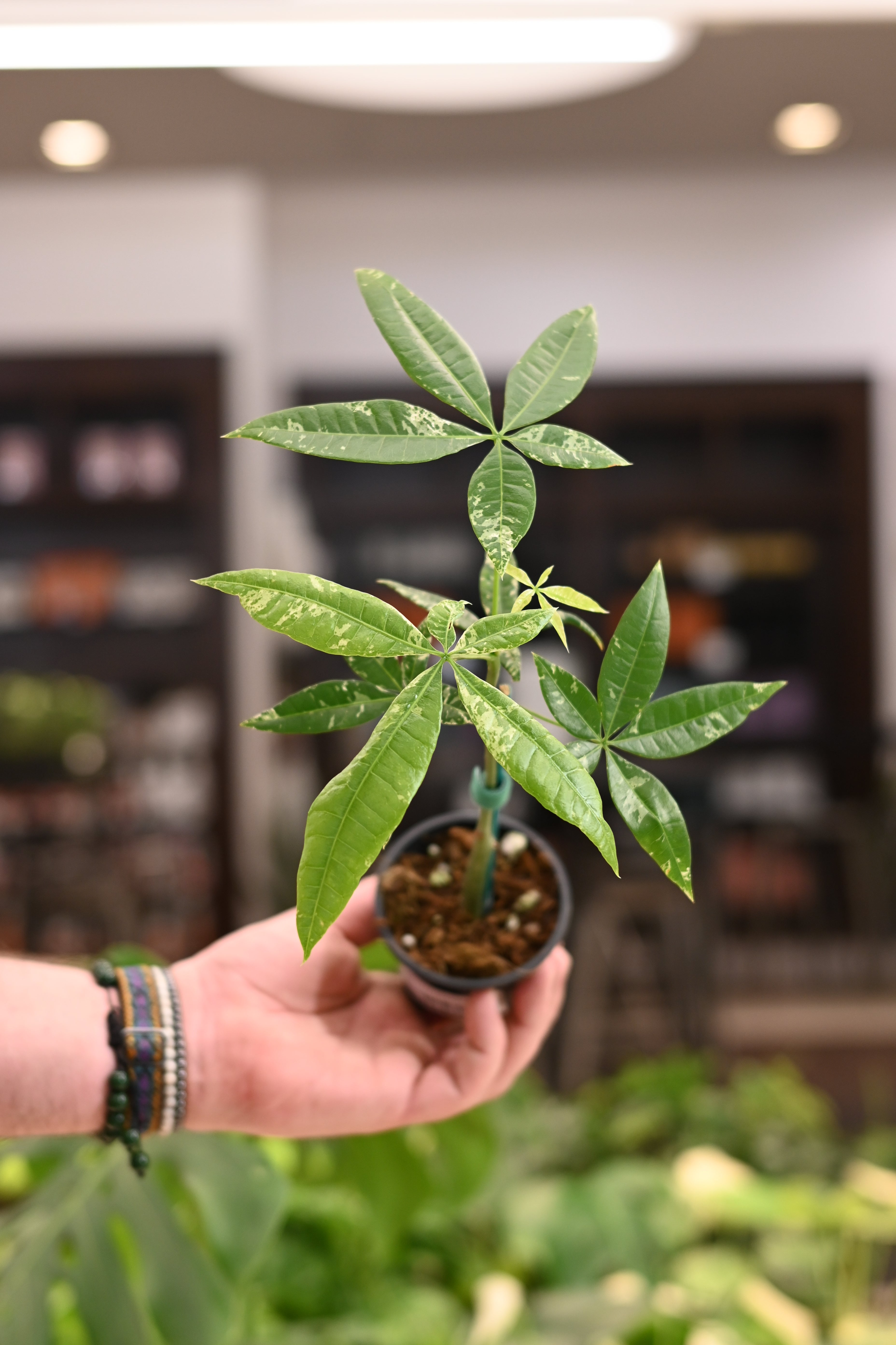Variegated Money Tree