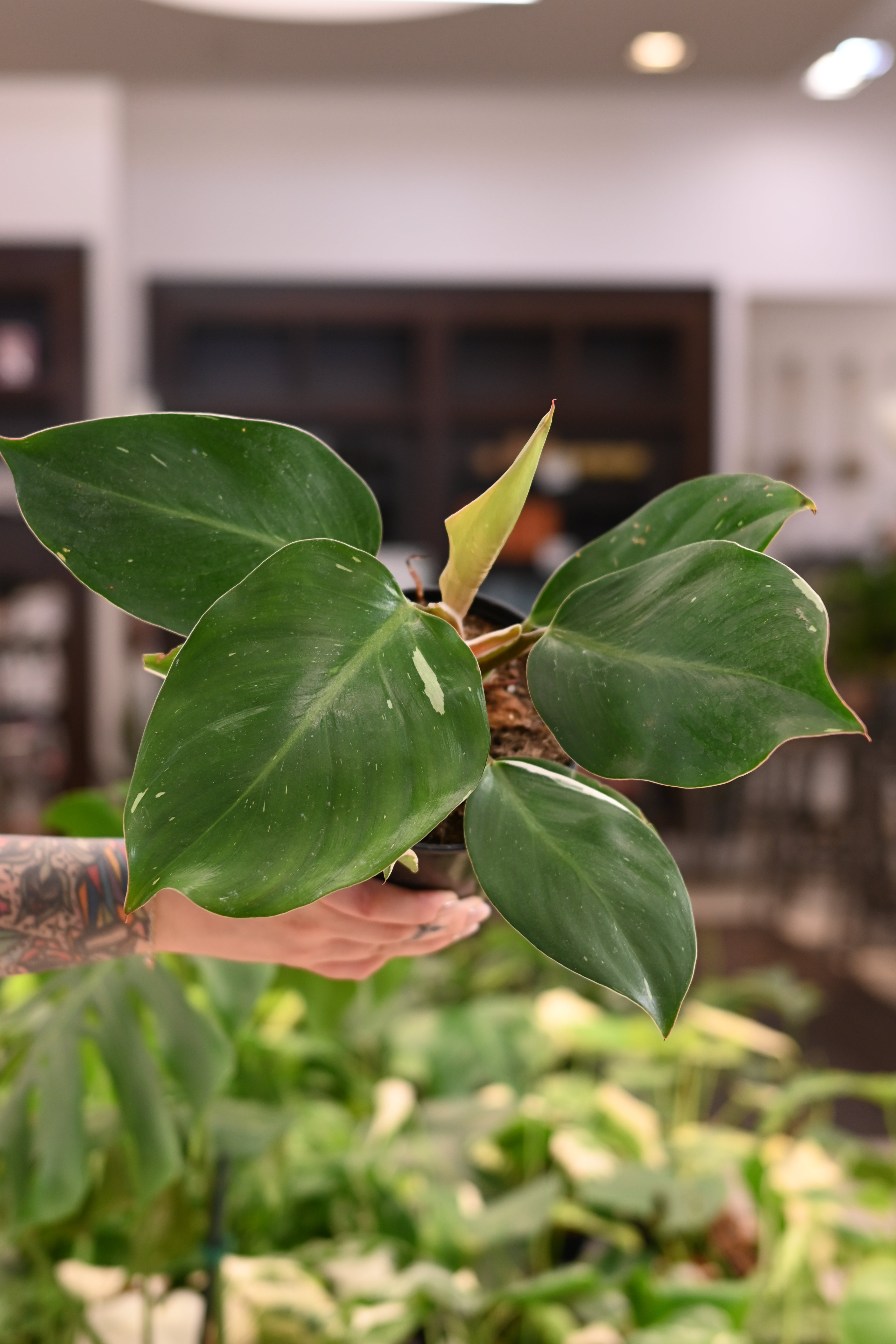 Philodendron White Knight
