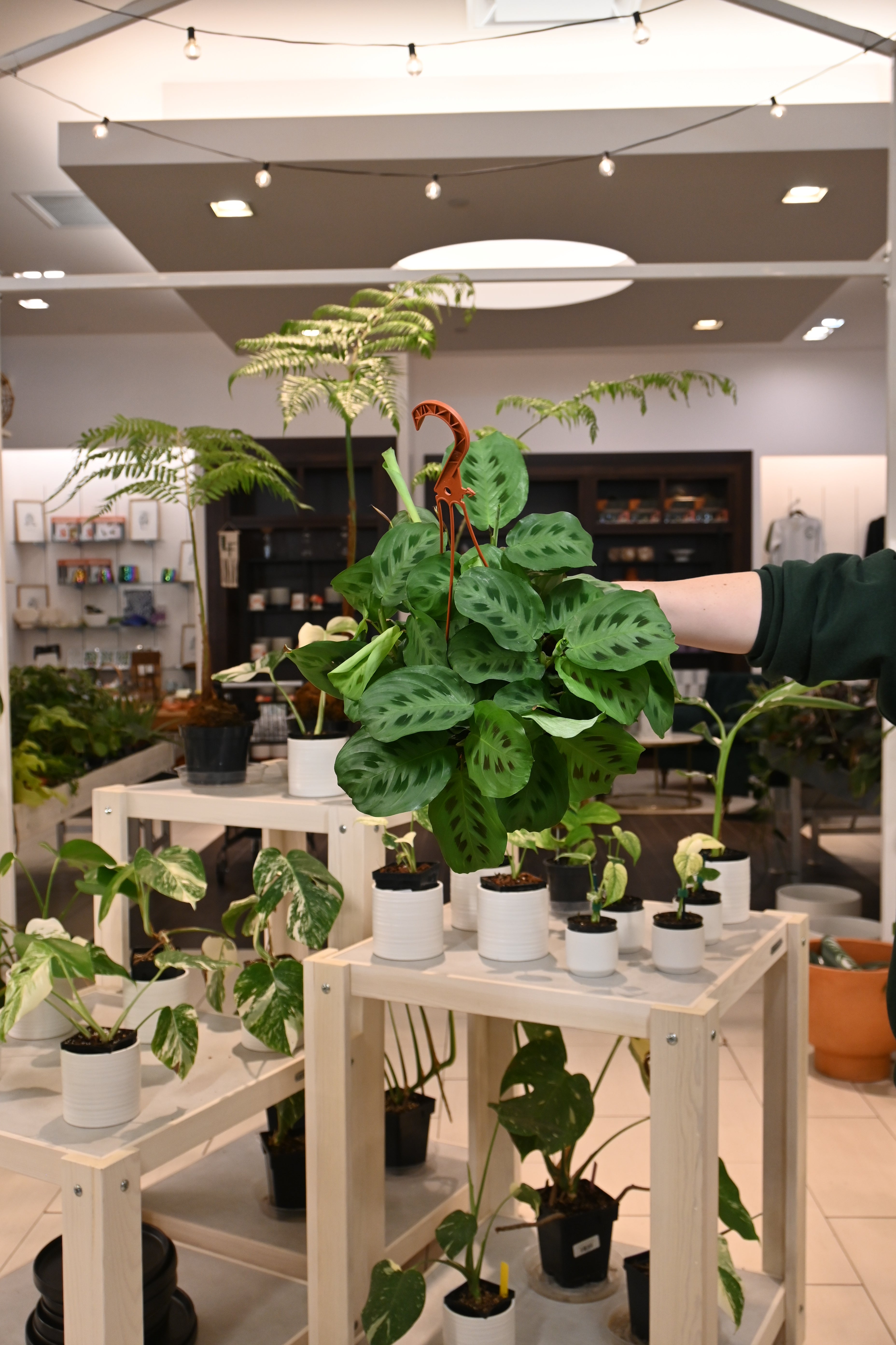 Maranta Green