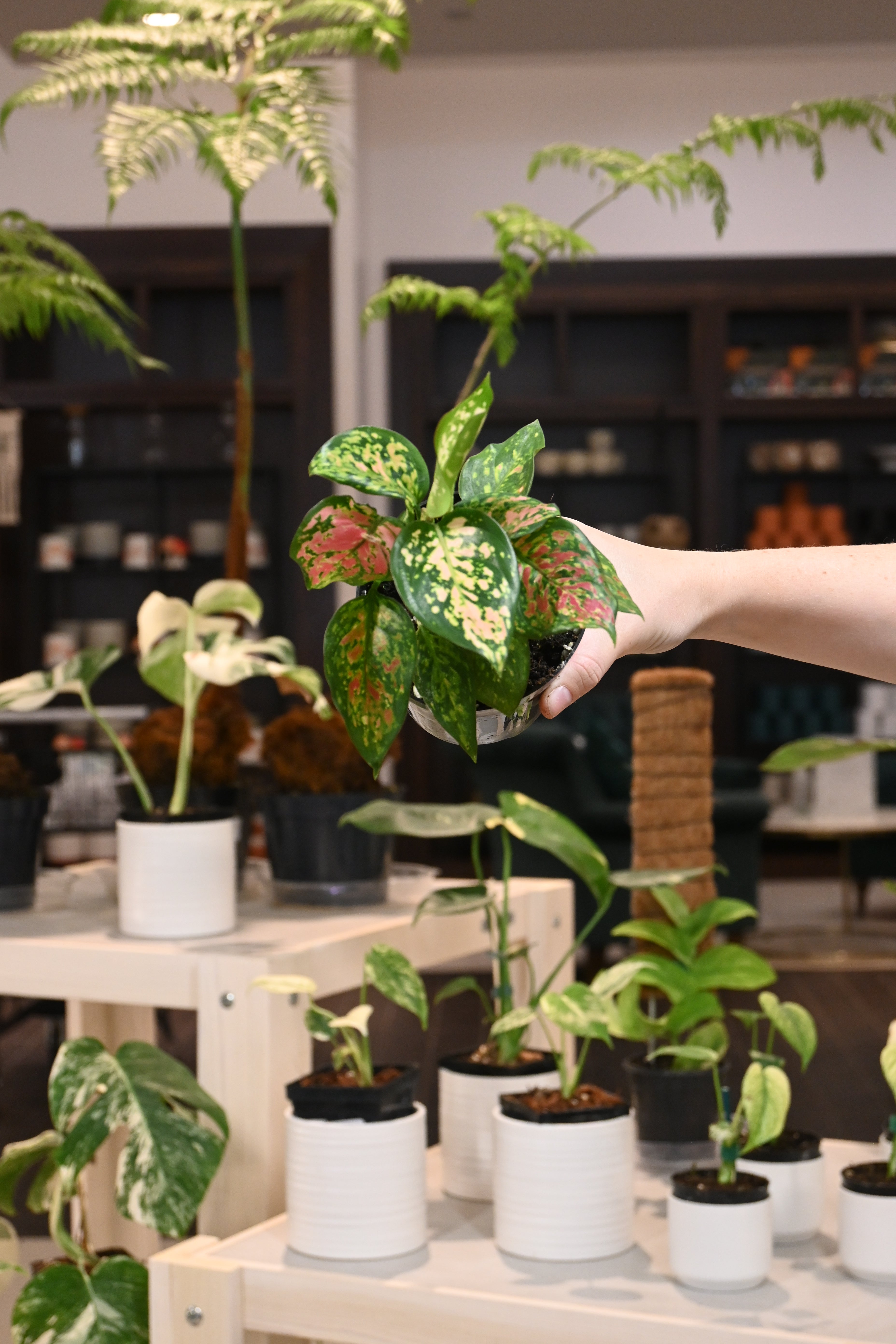aglaonema ruby care Aglaonema Ruby Ray – Lost in the Forrest