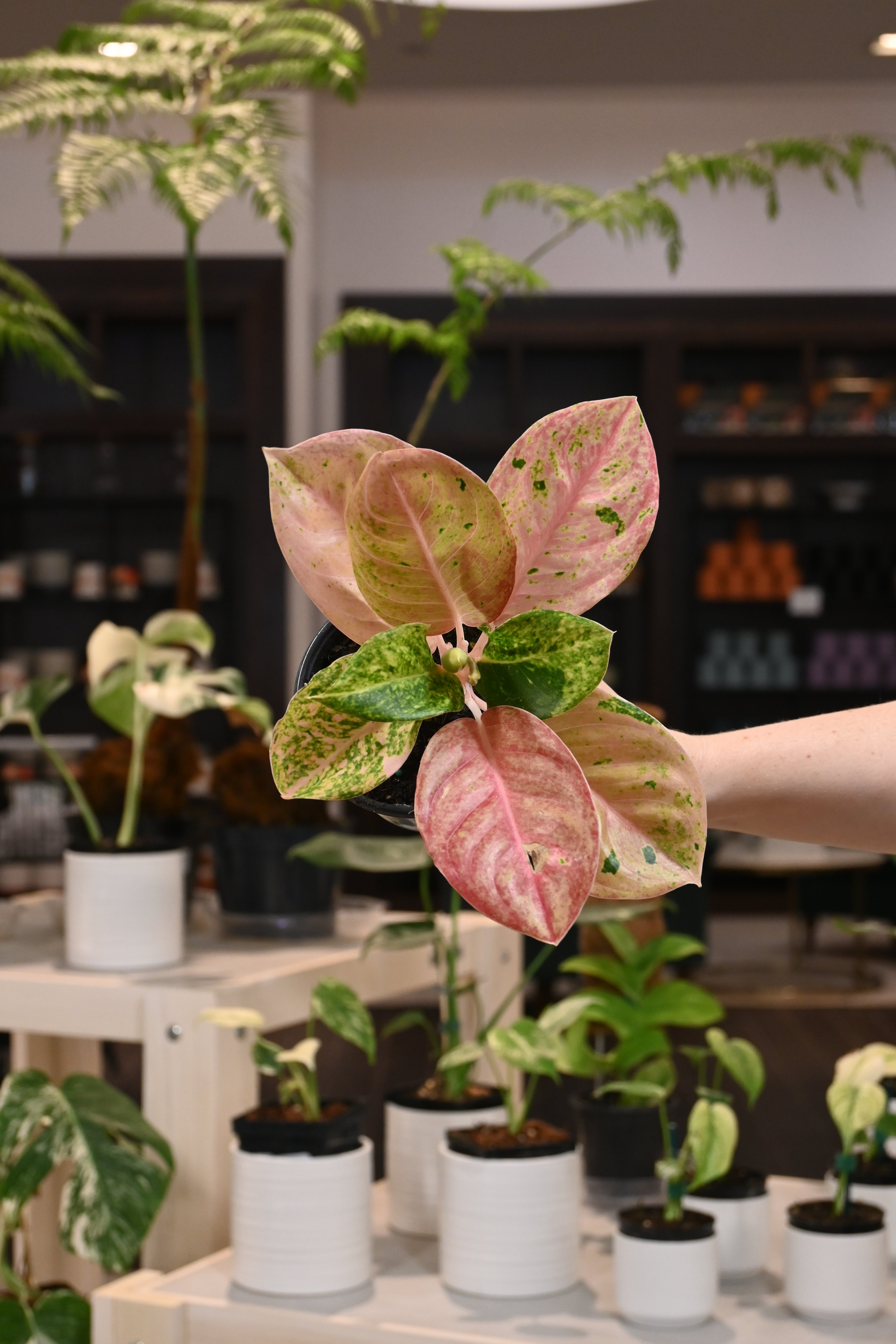 plant aglaonema pink Aglaonema Pink Emerald