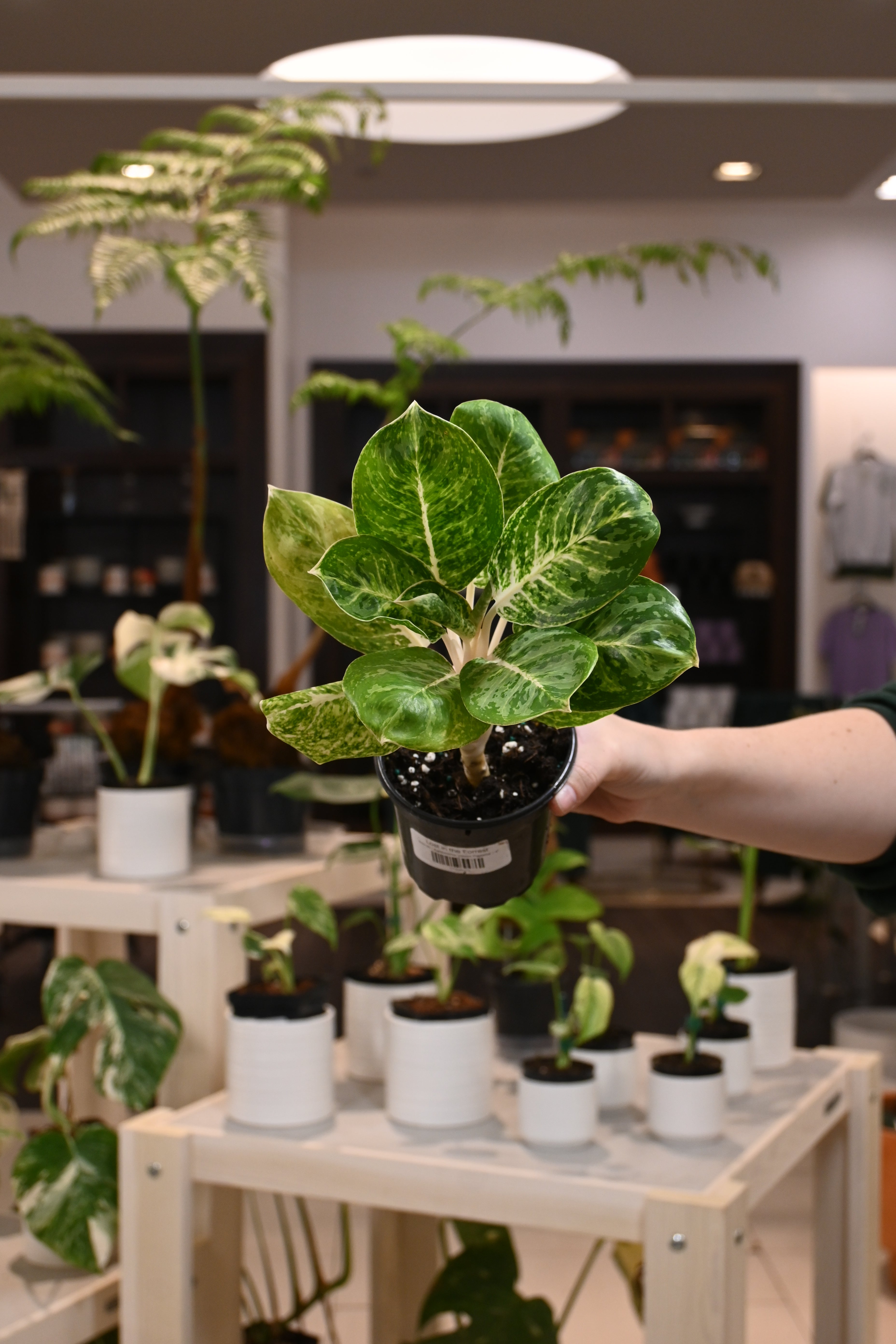 Aglaonema &