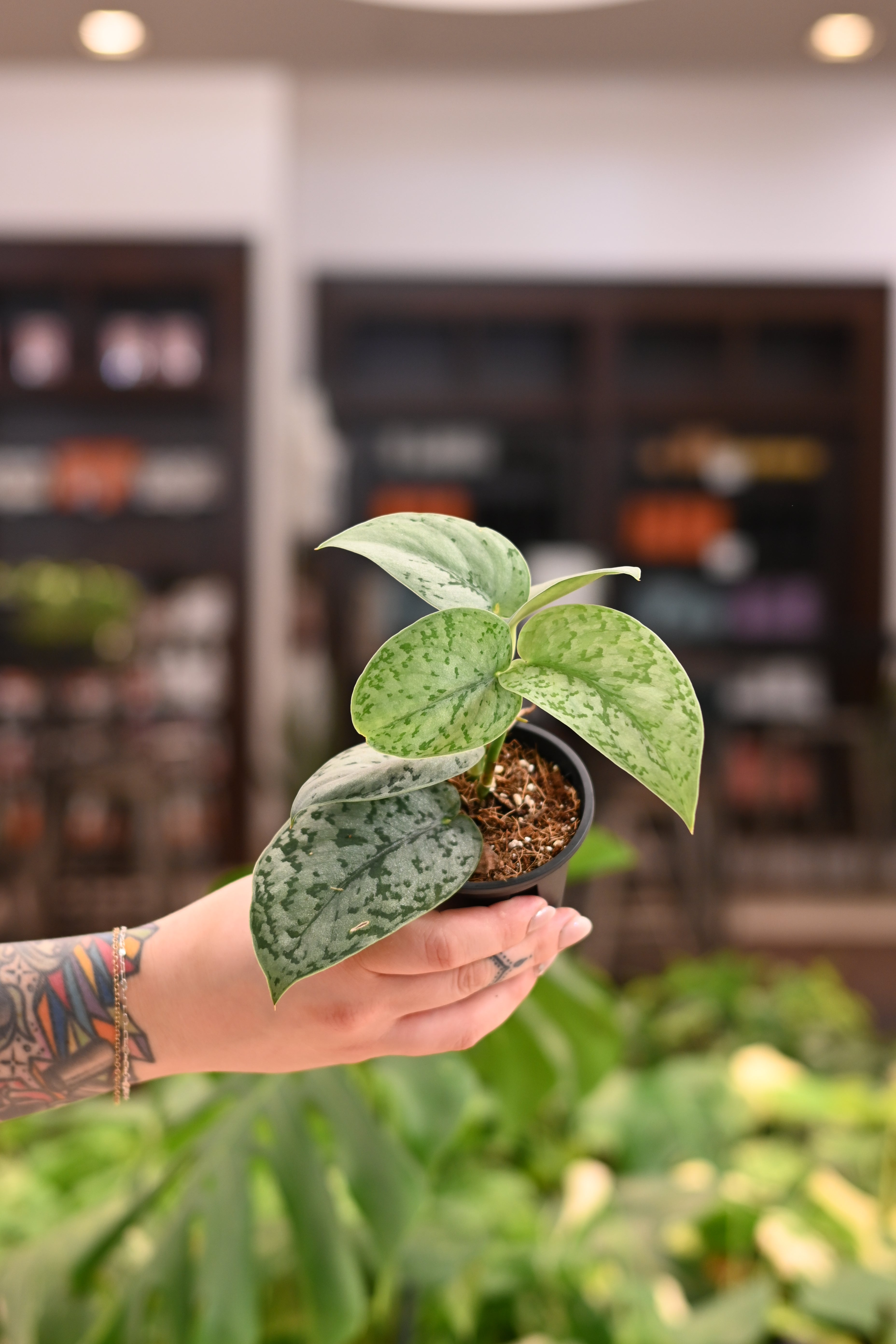 Scindapsus Silver Sierra