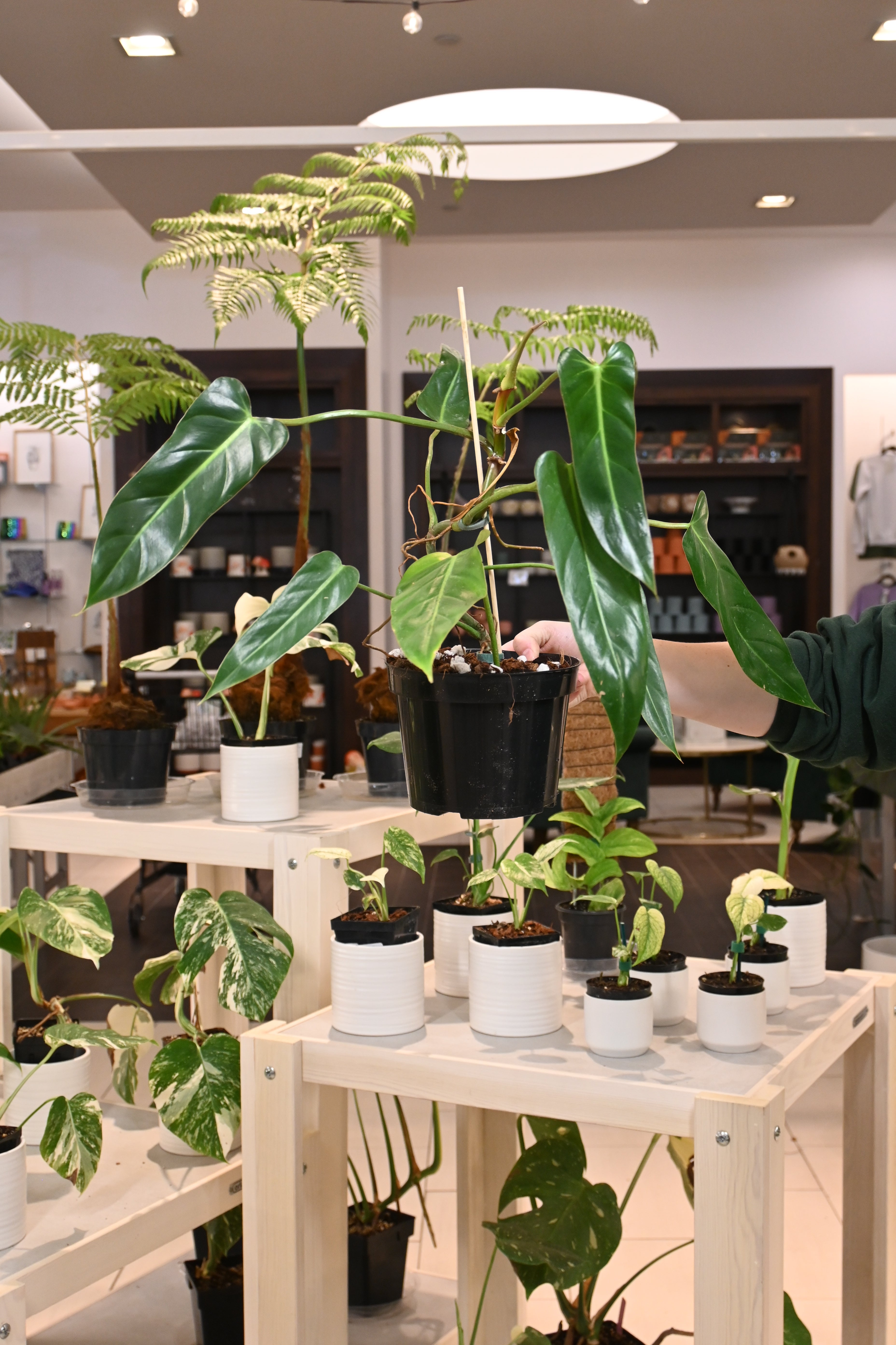 esmeraldense philodendron Philodendron Esmeraldense x Radiatum – Lost in the Forrest