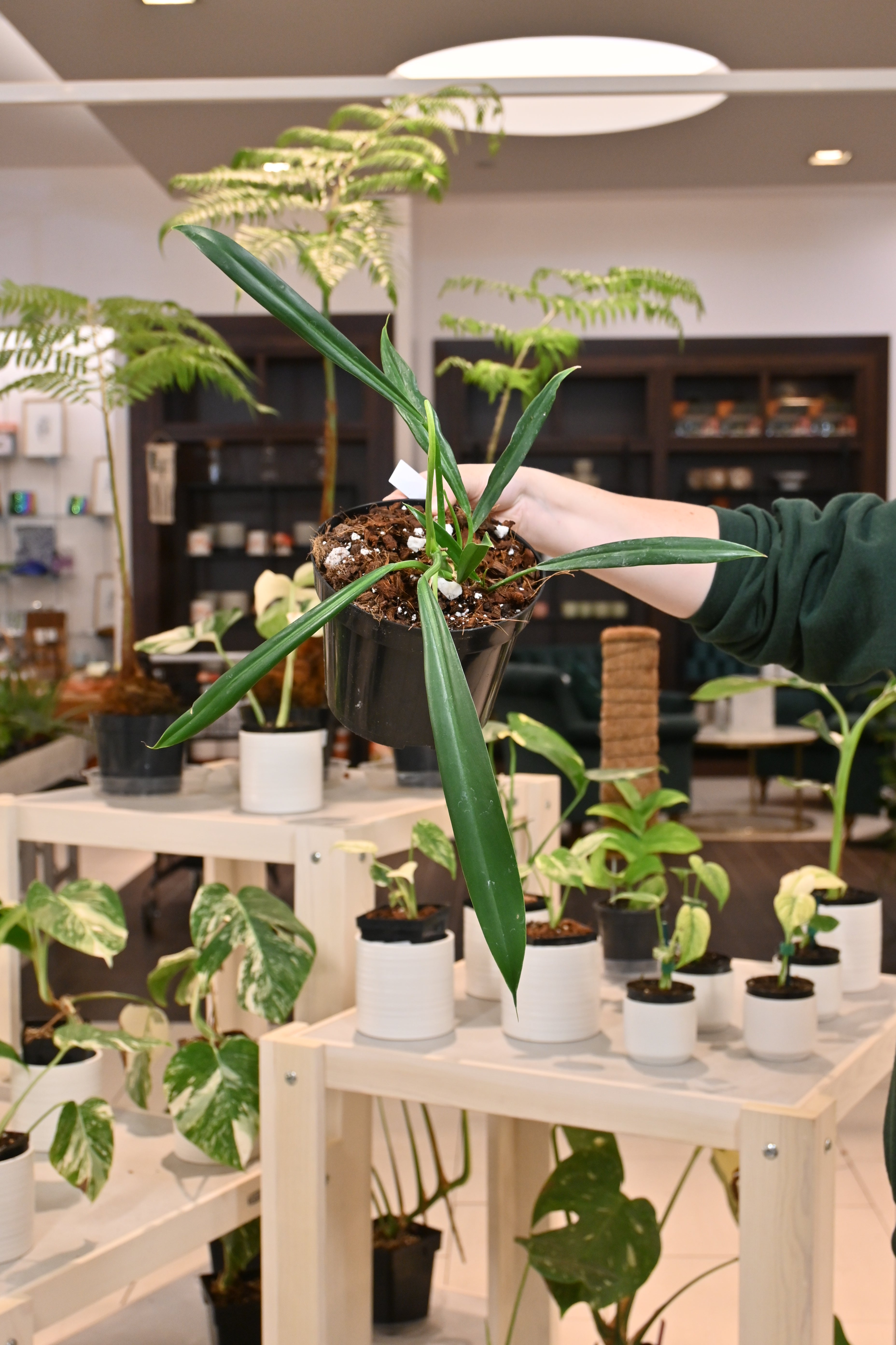 Philodendron Alternans