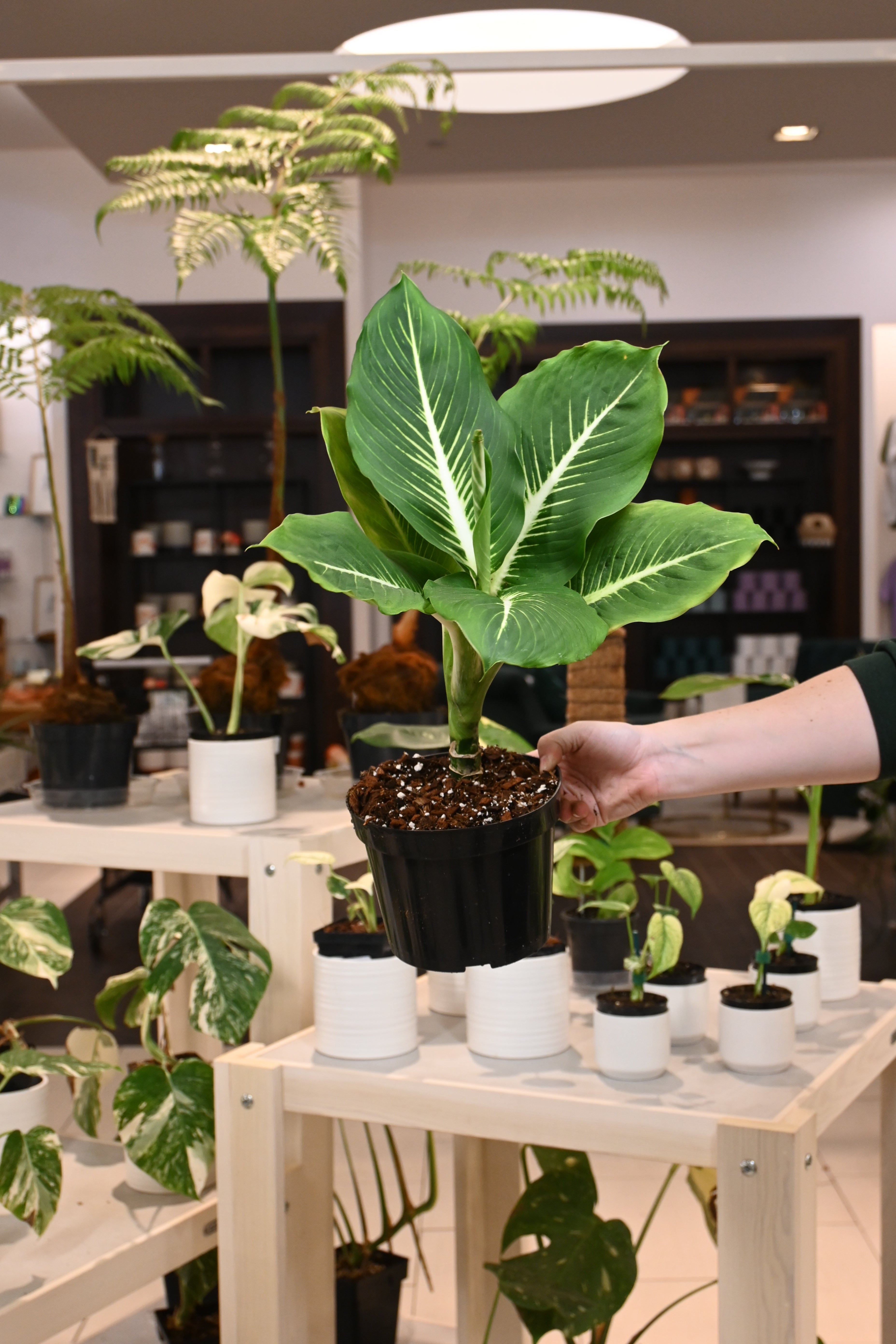 Dieffenbachia Sterling