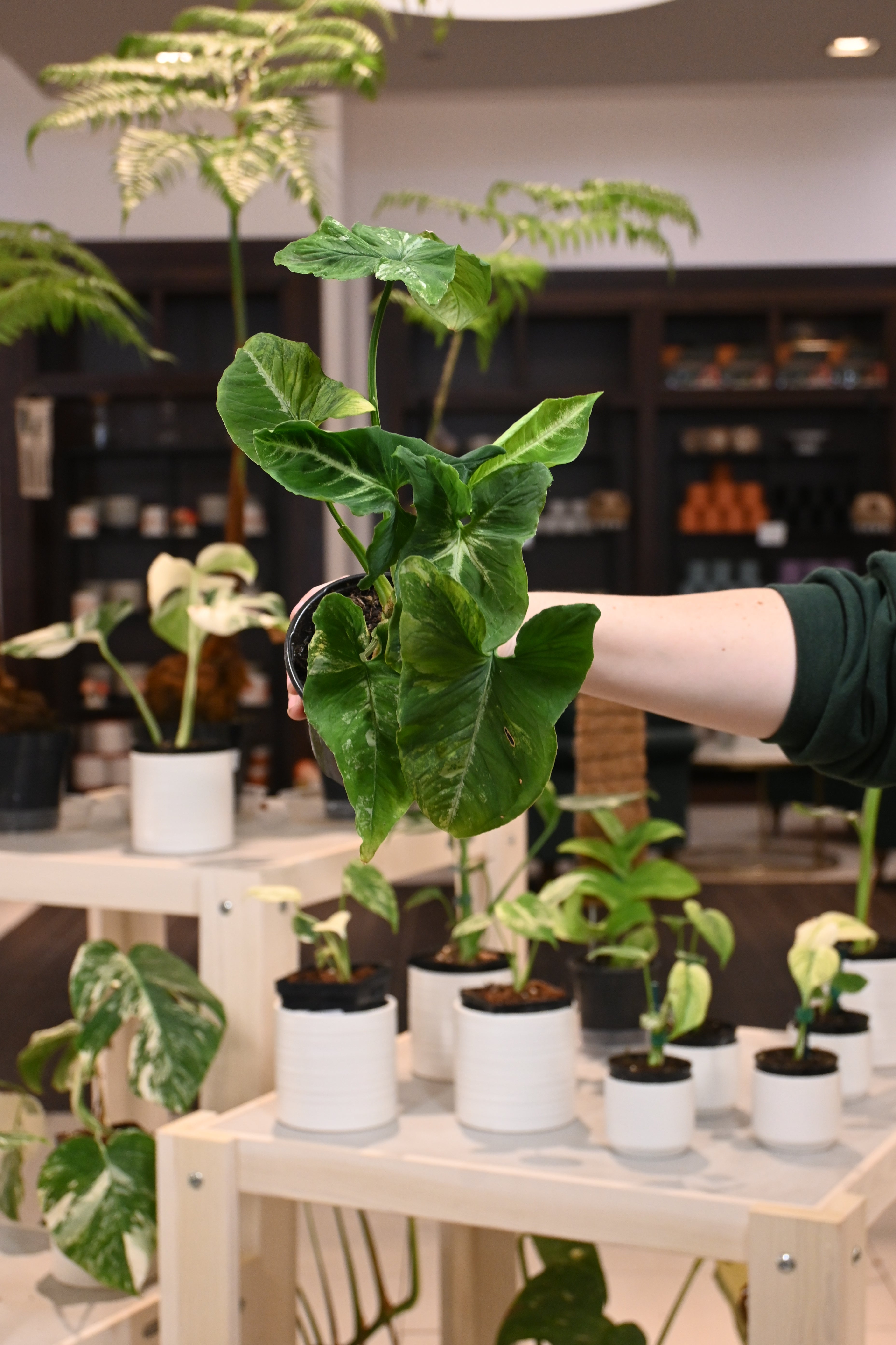 Syngonium Scrambled Eggs