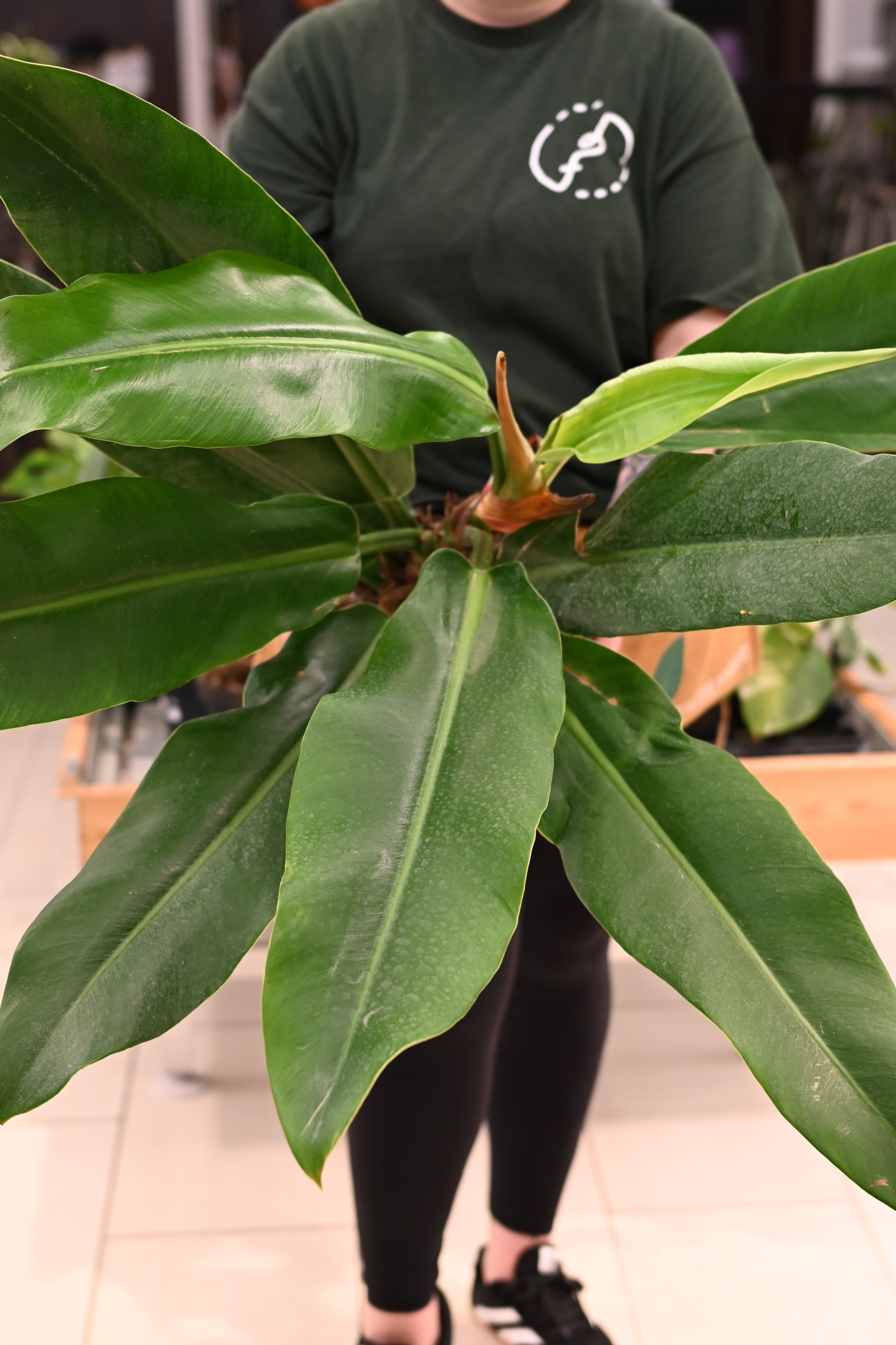 Philodendron Ruizii