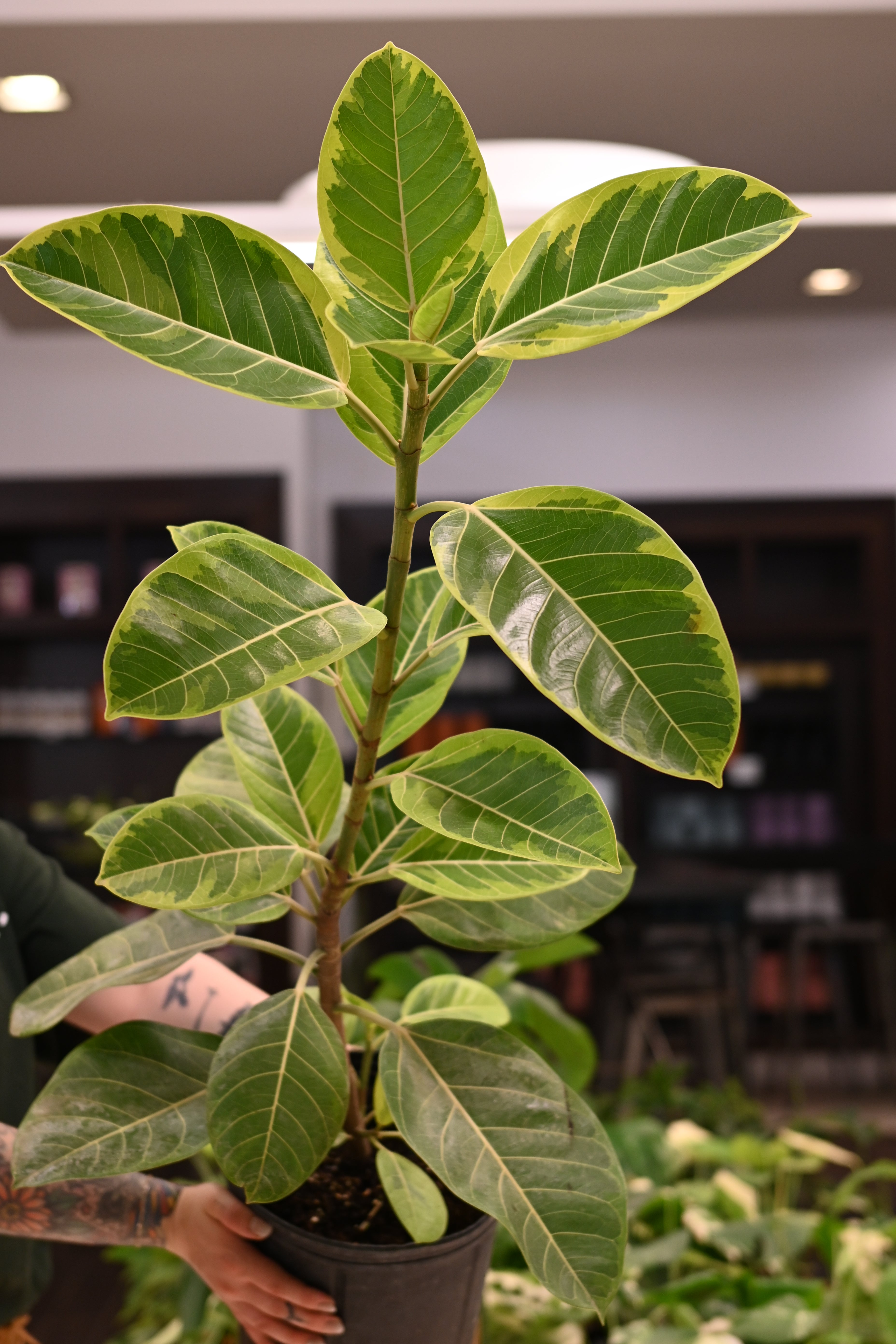Ficus Altissima