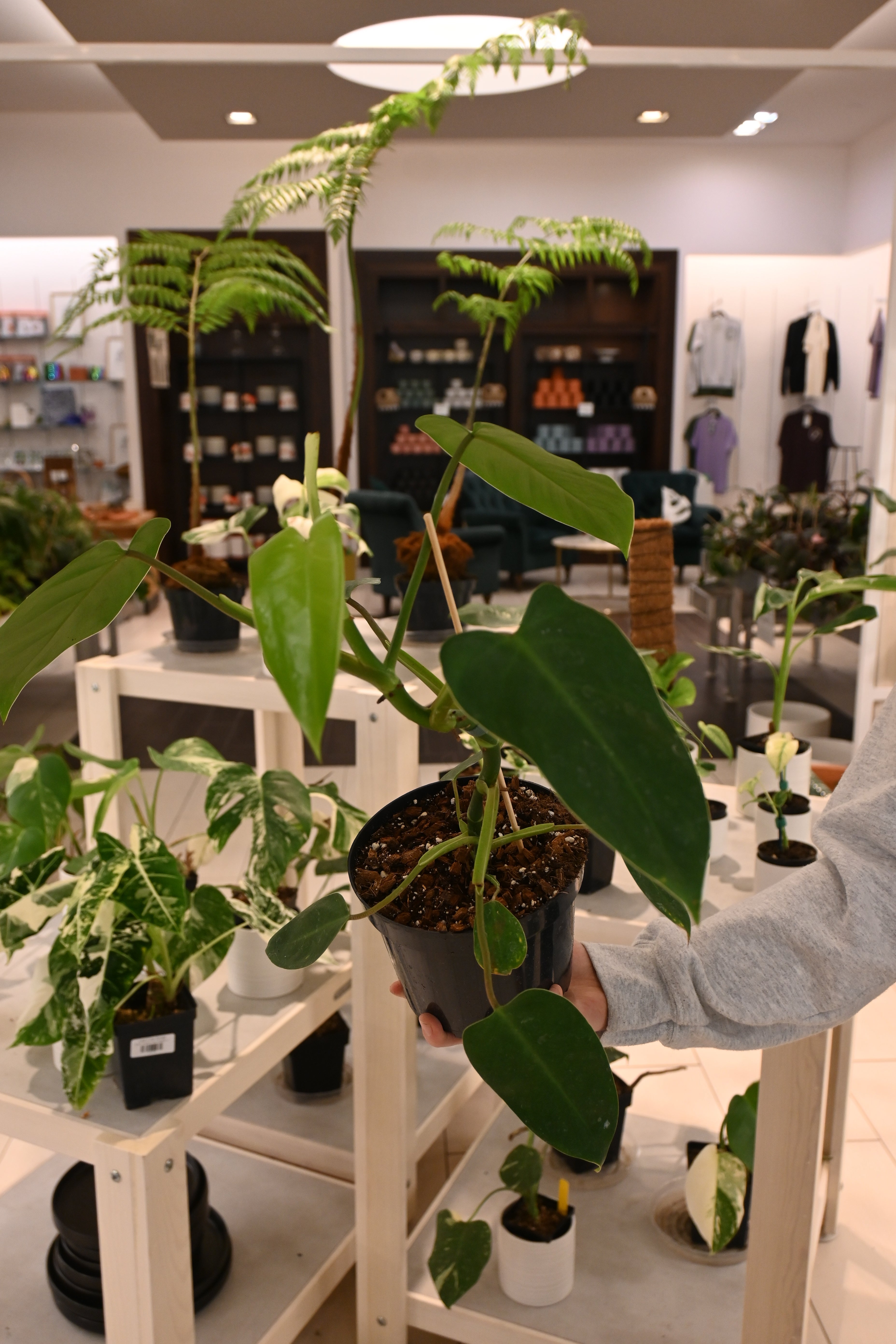 Philodendron Domesticum (reverted)