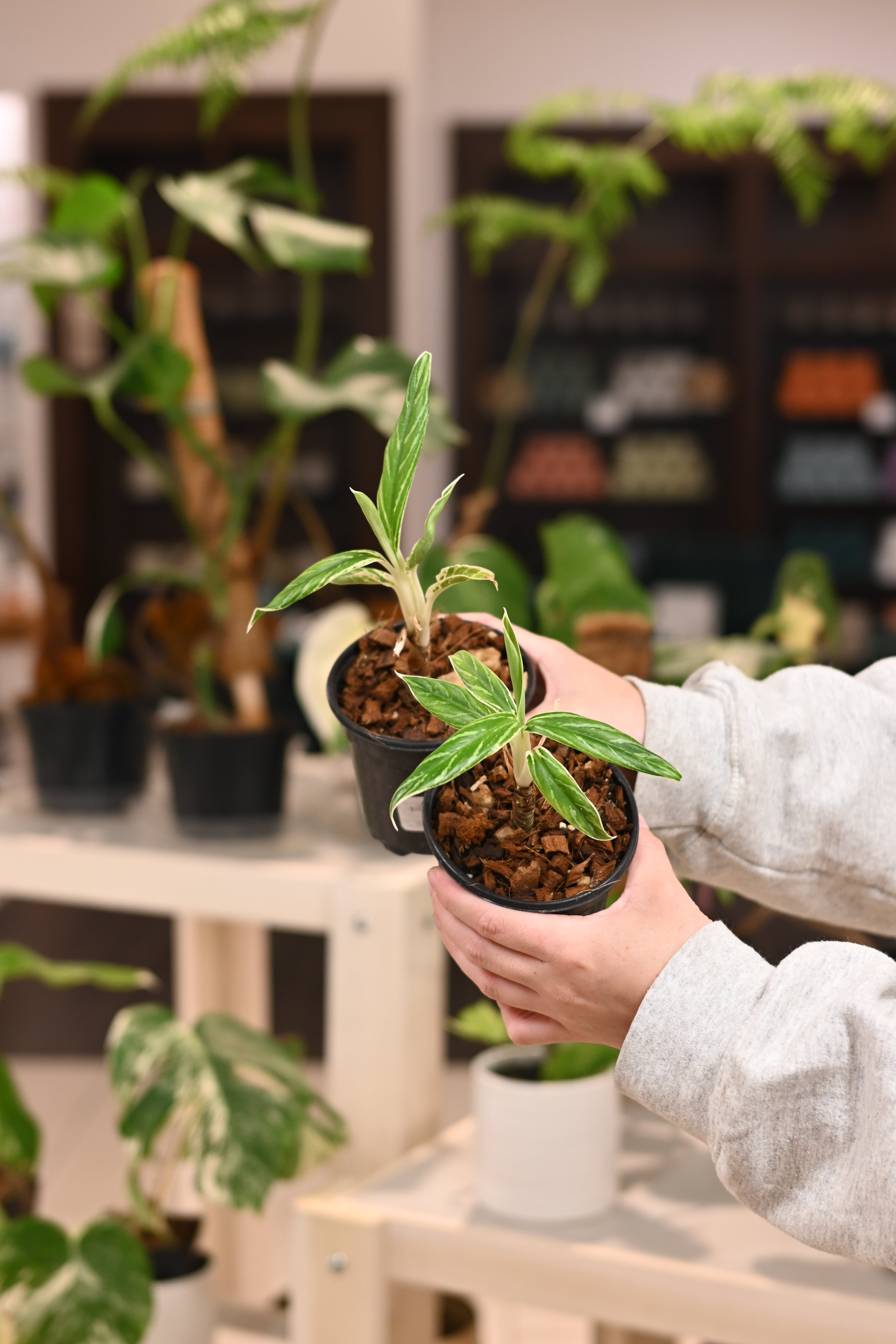 Aglaonema &