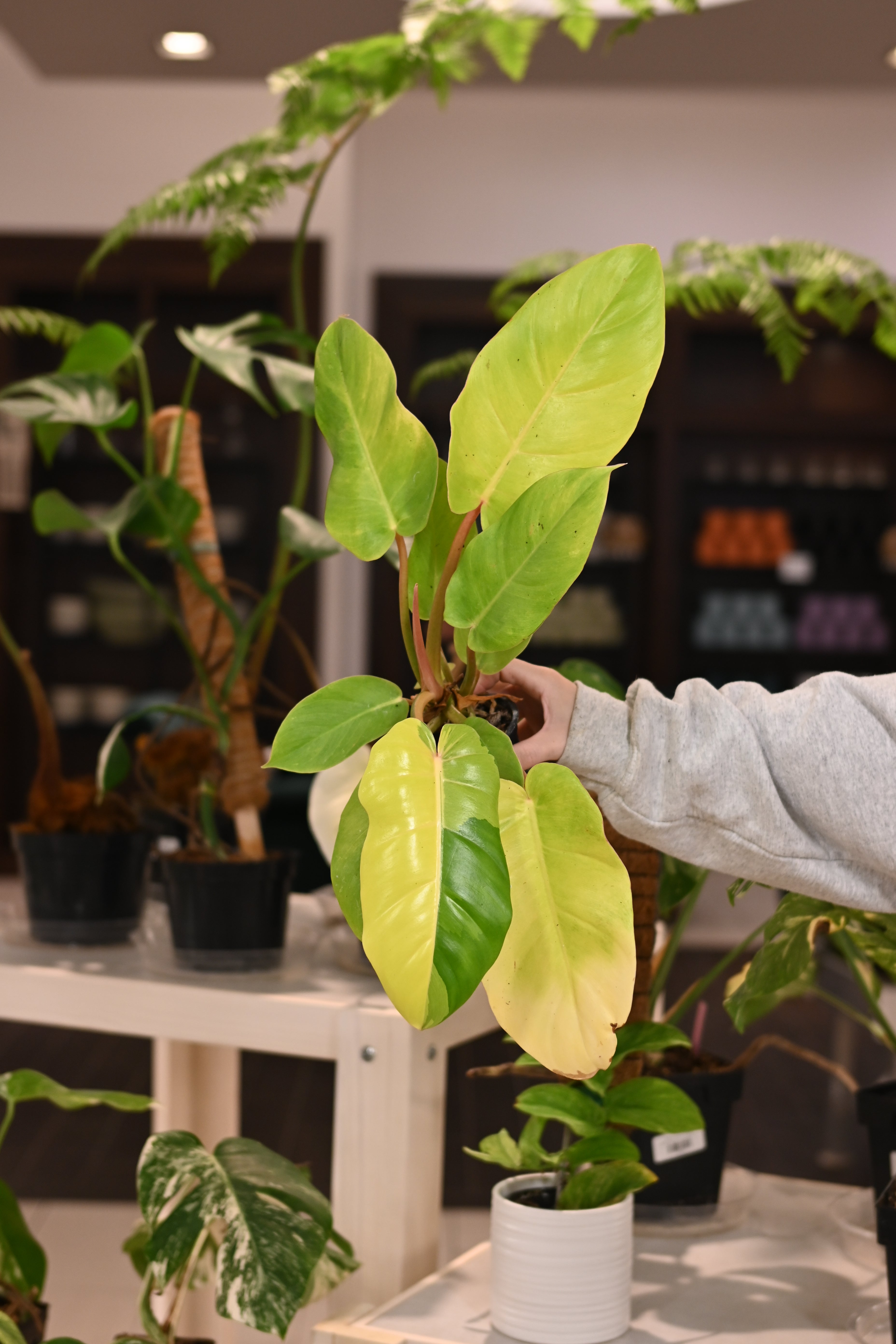 Philodendron Jungle Fever