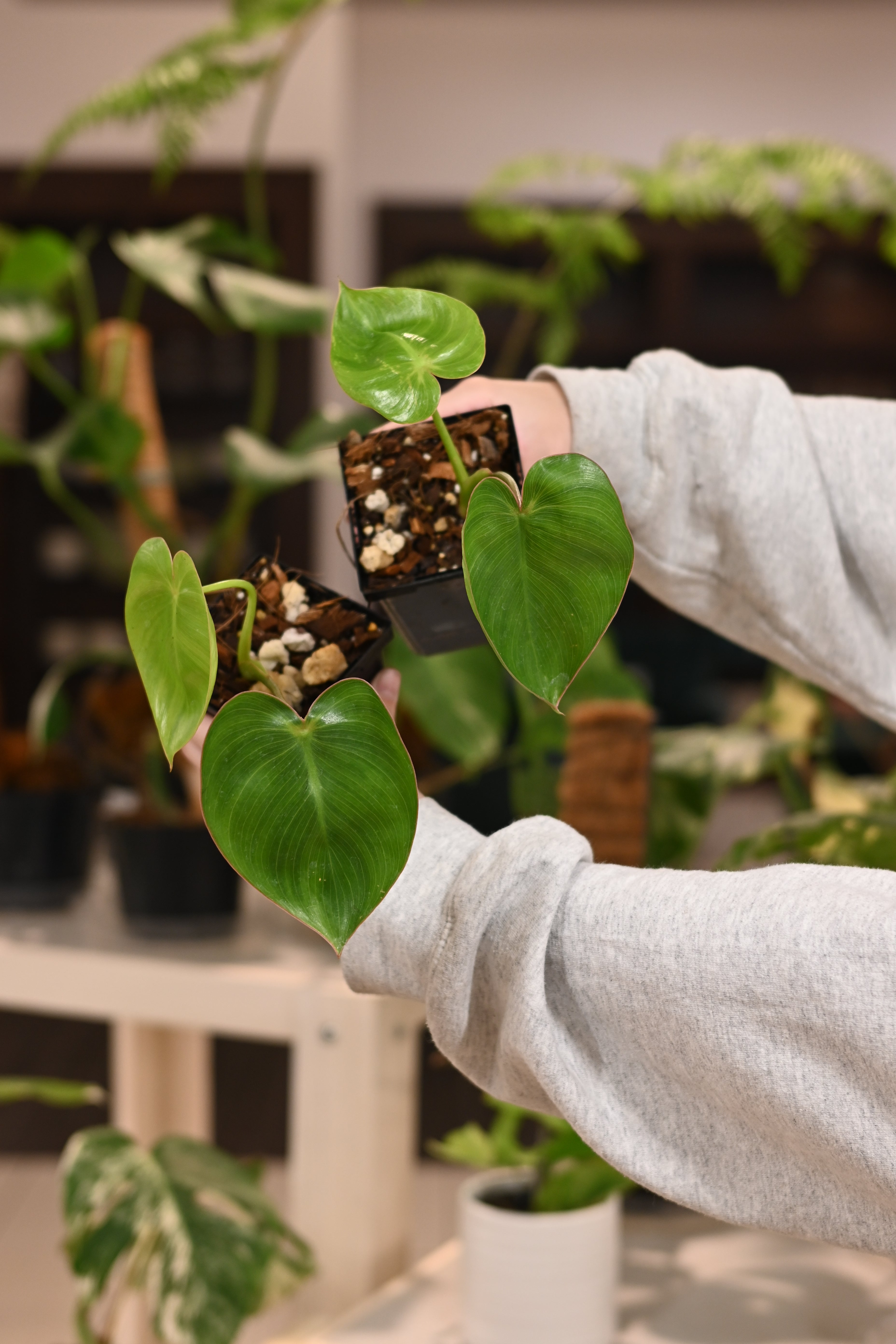 Philodendron Ricardoi