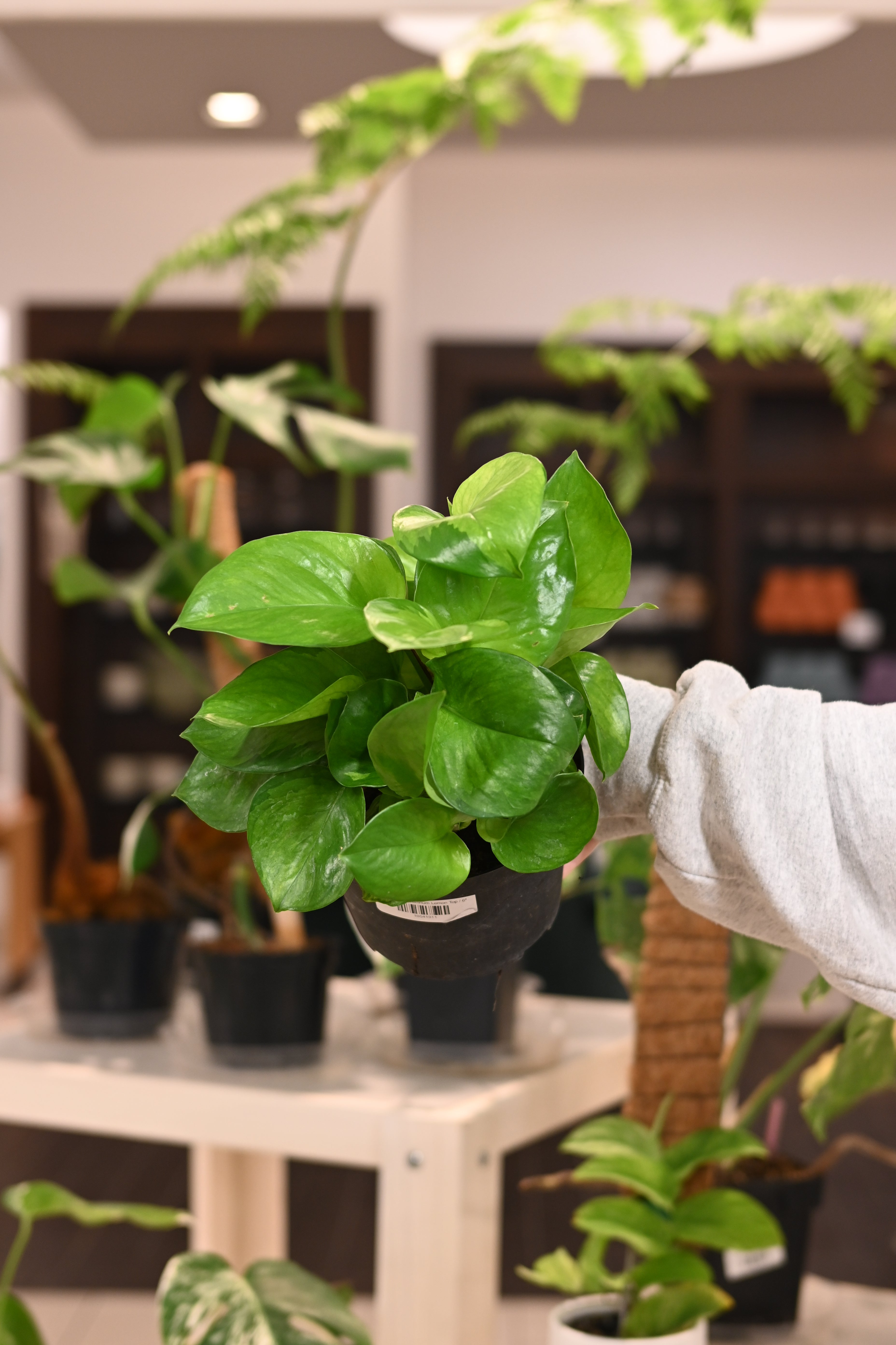 Epipremnum Lemon Top