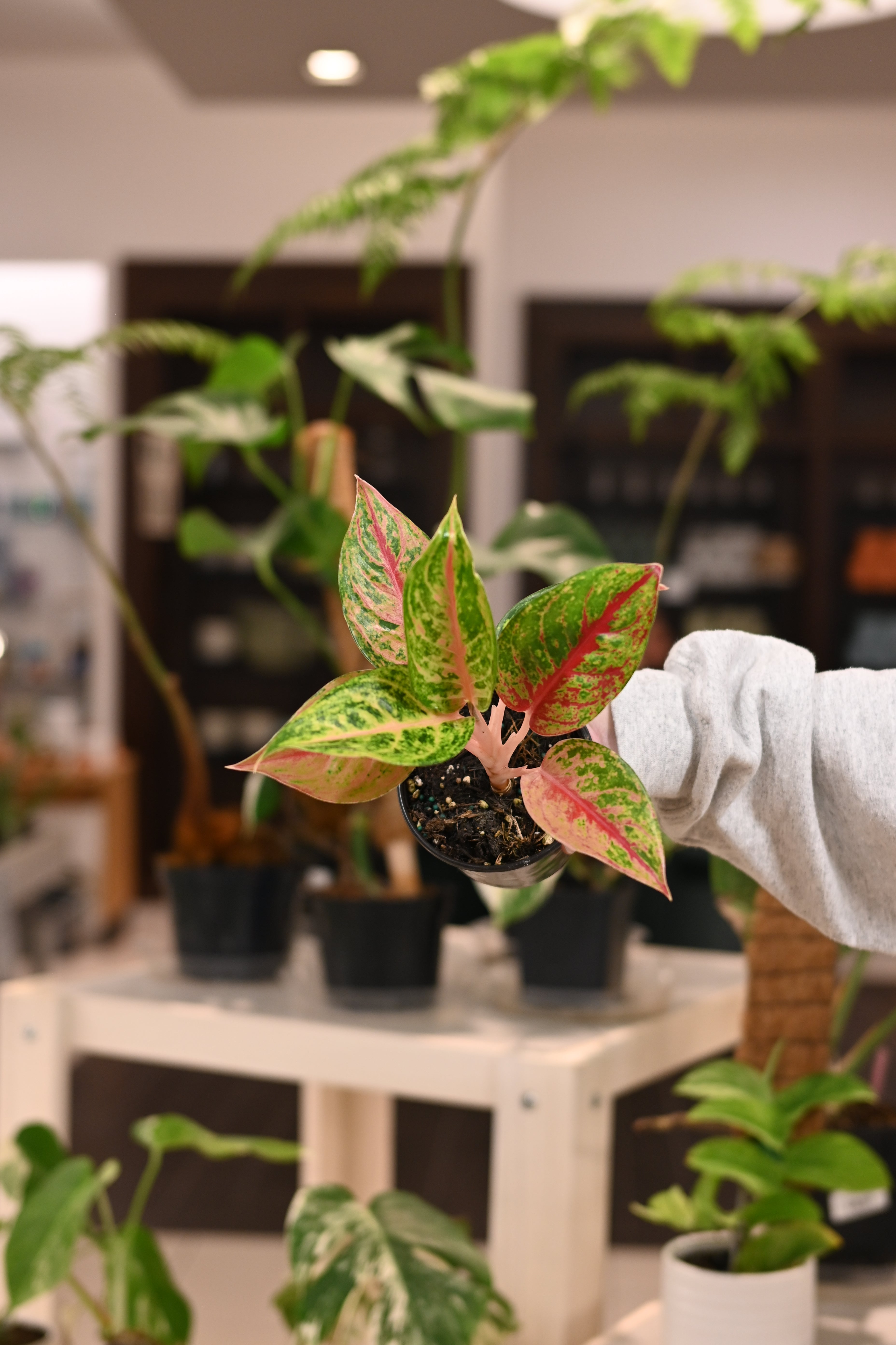 Aglaonema Red Skyline