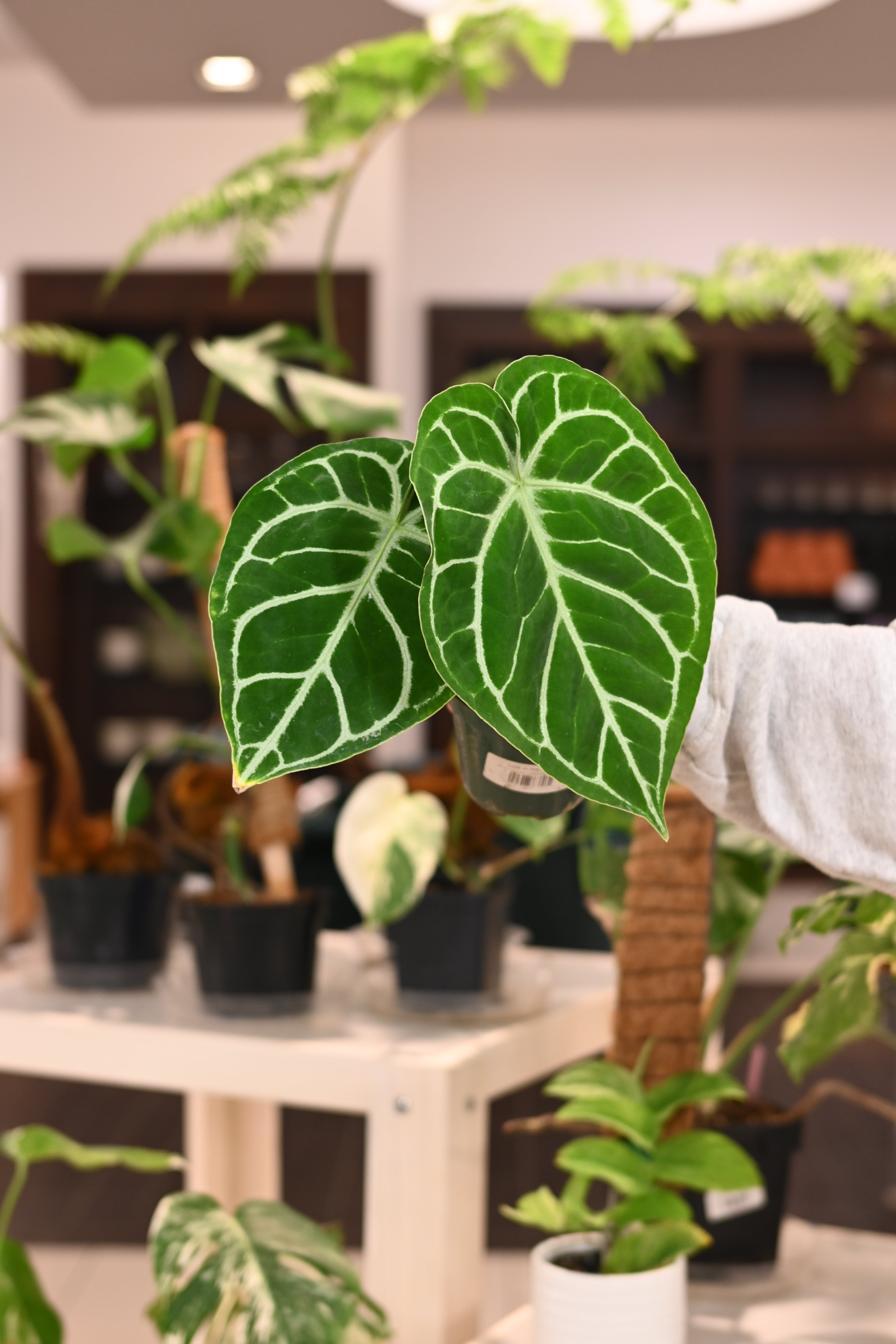 Anthurium Crystallinum x Magnificum