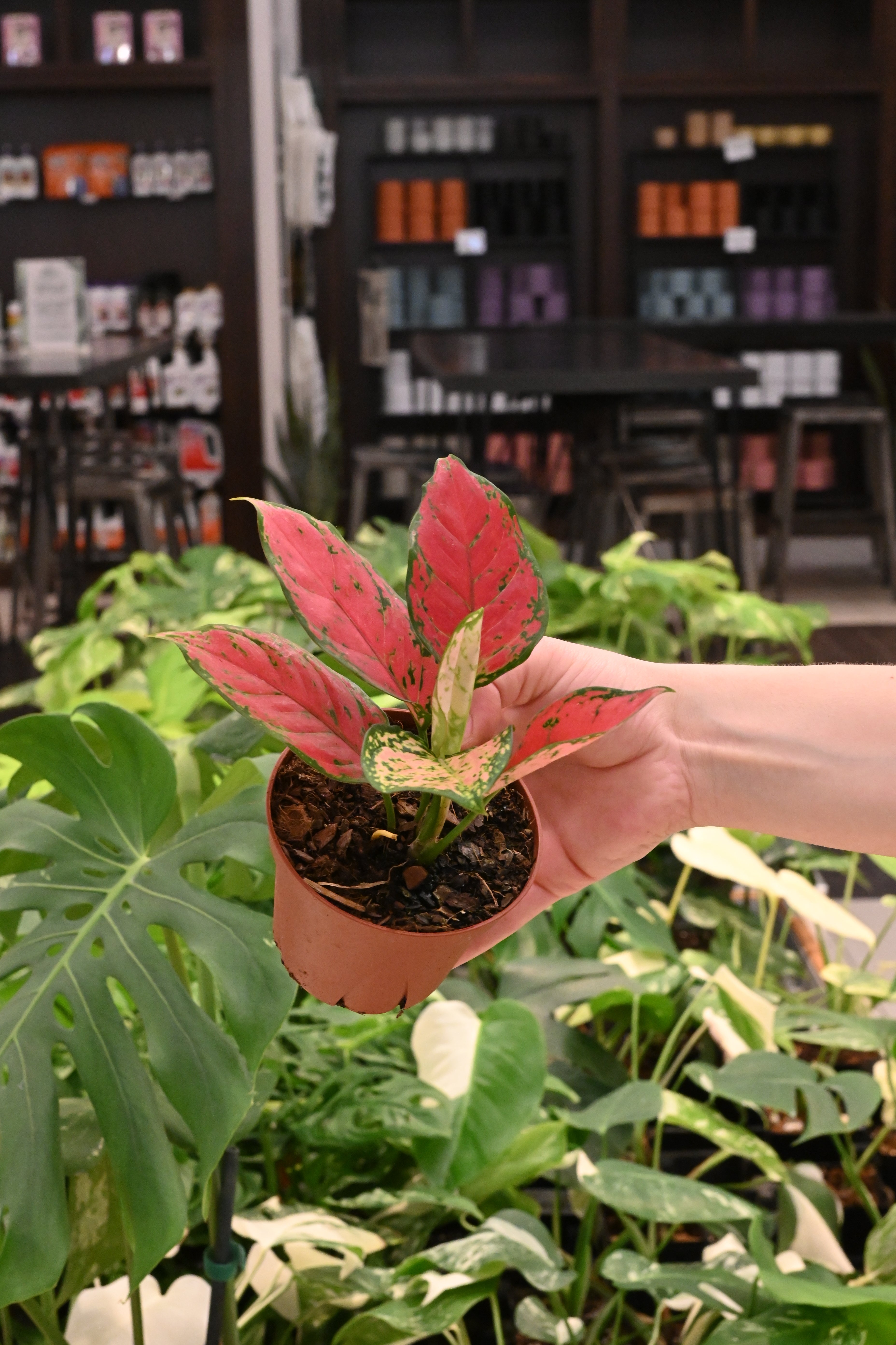 Aglaonema Kumkoon