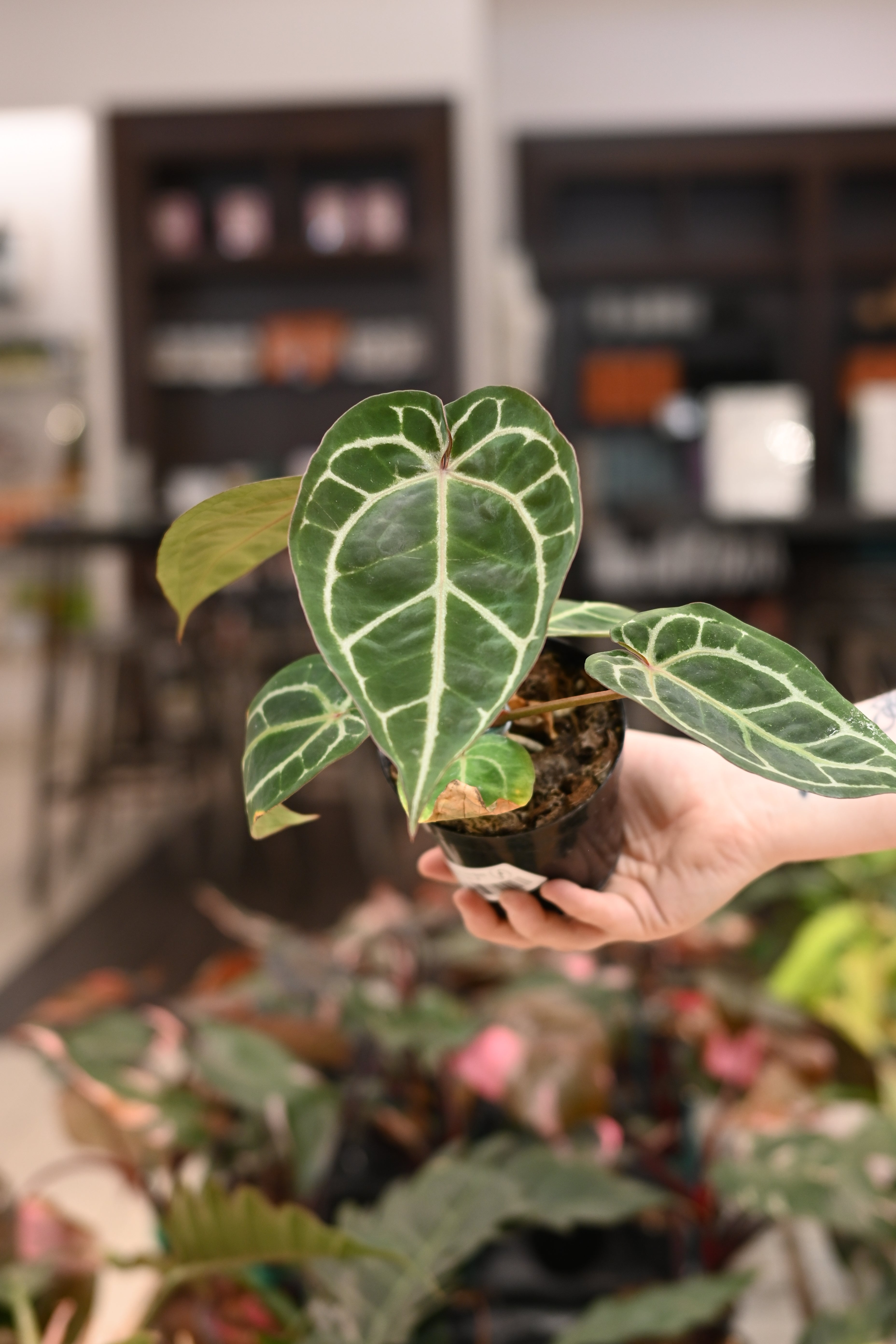 Anthurium Doc Block Brielle x Zara