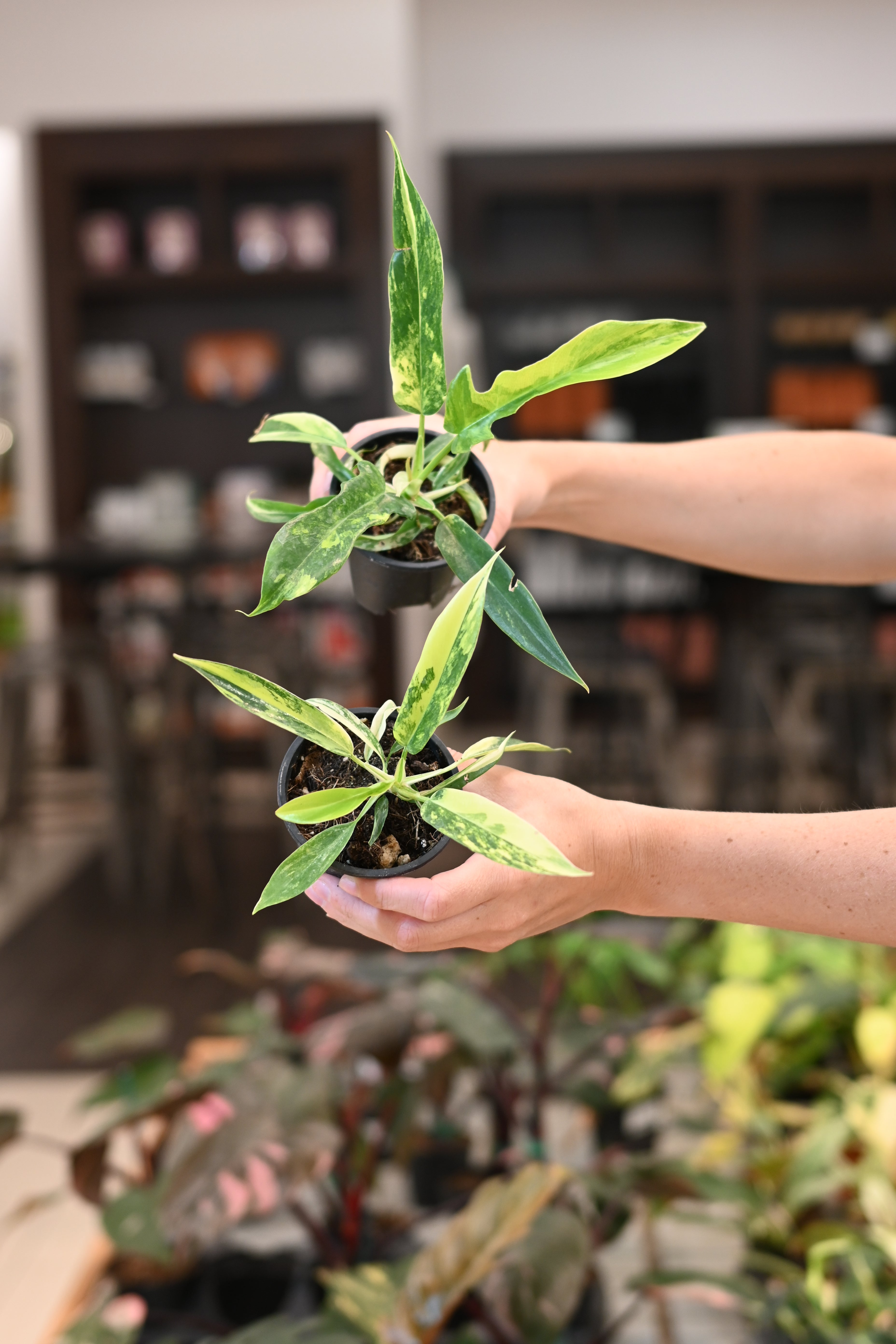 Philodendron Florida Beauty X Tortum – Lost in the Forrest