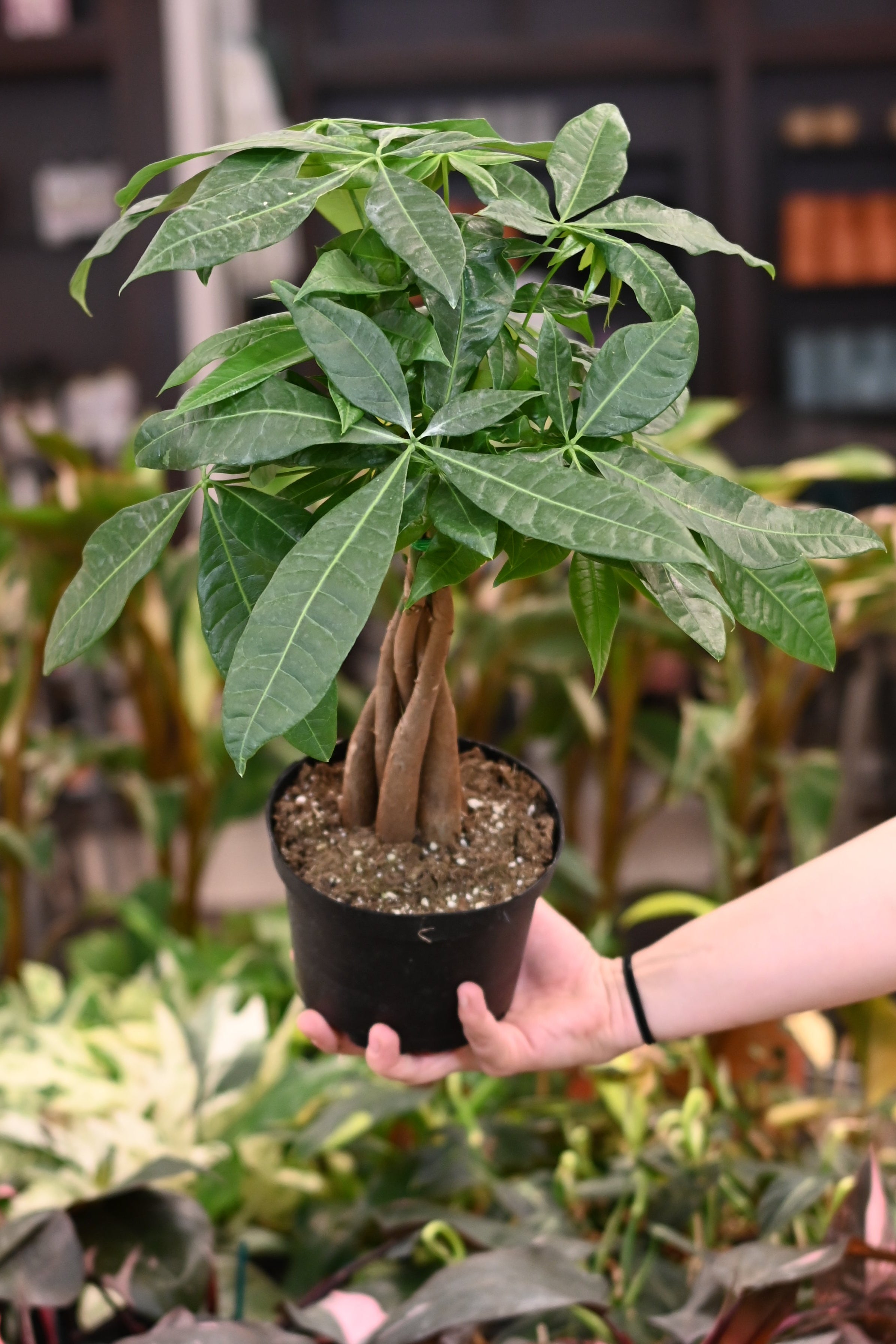 Money Tree