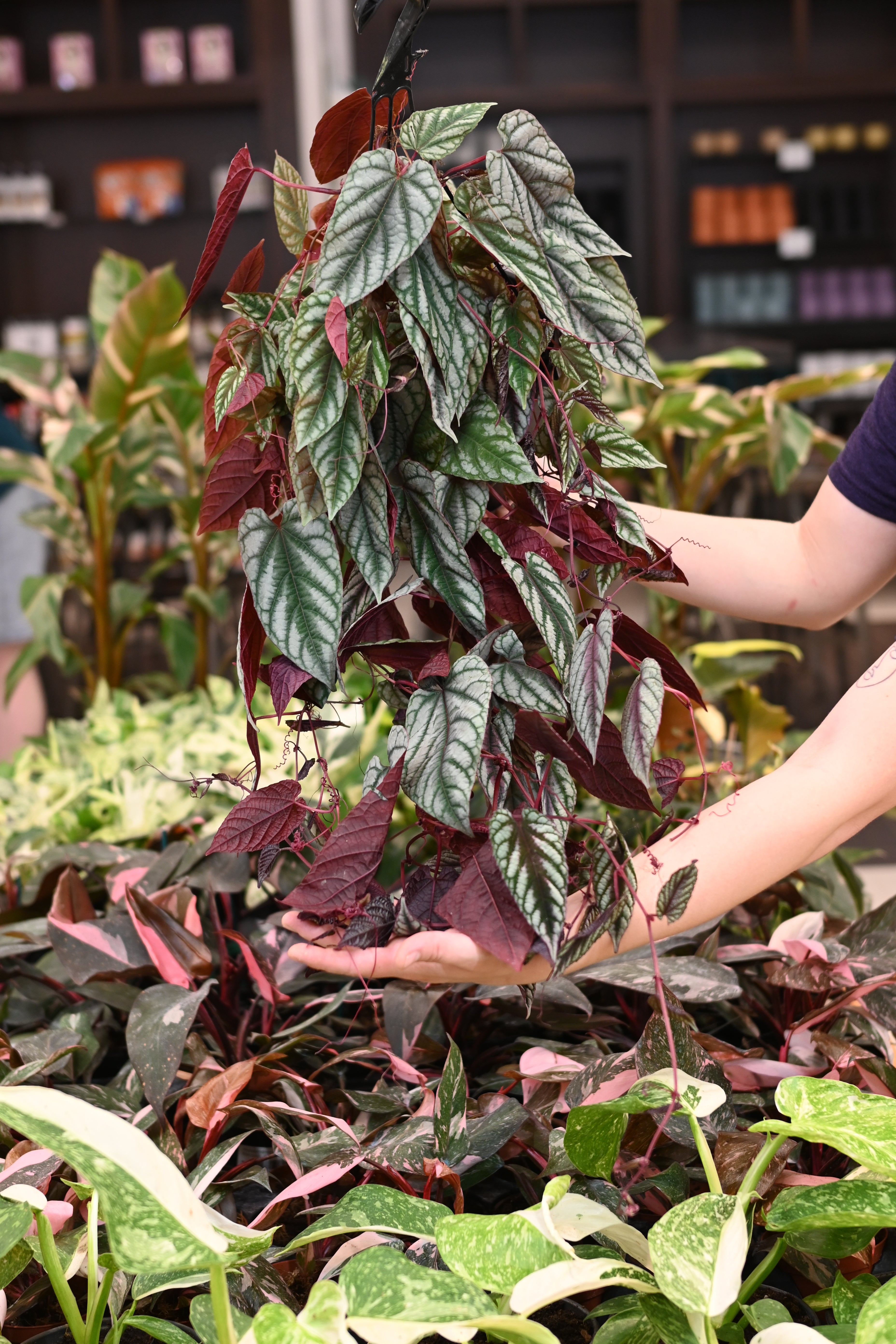 Cissus Discolor