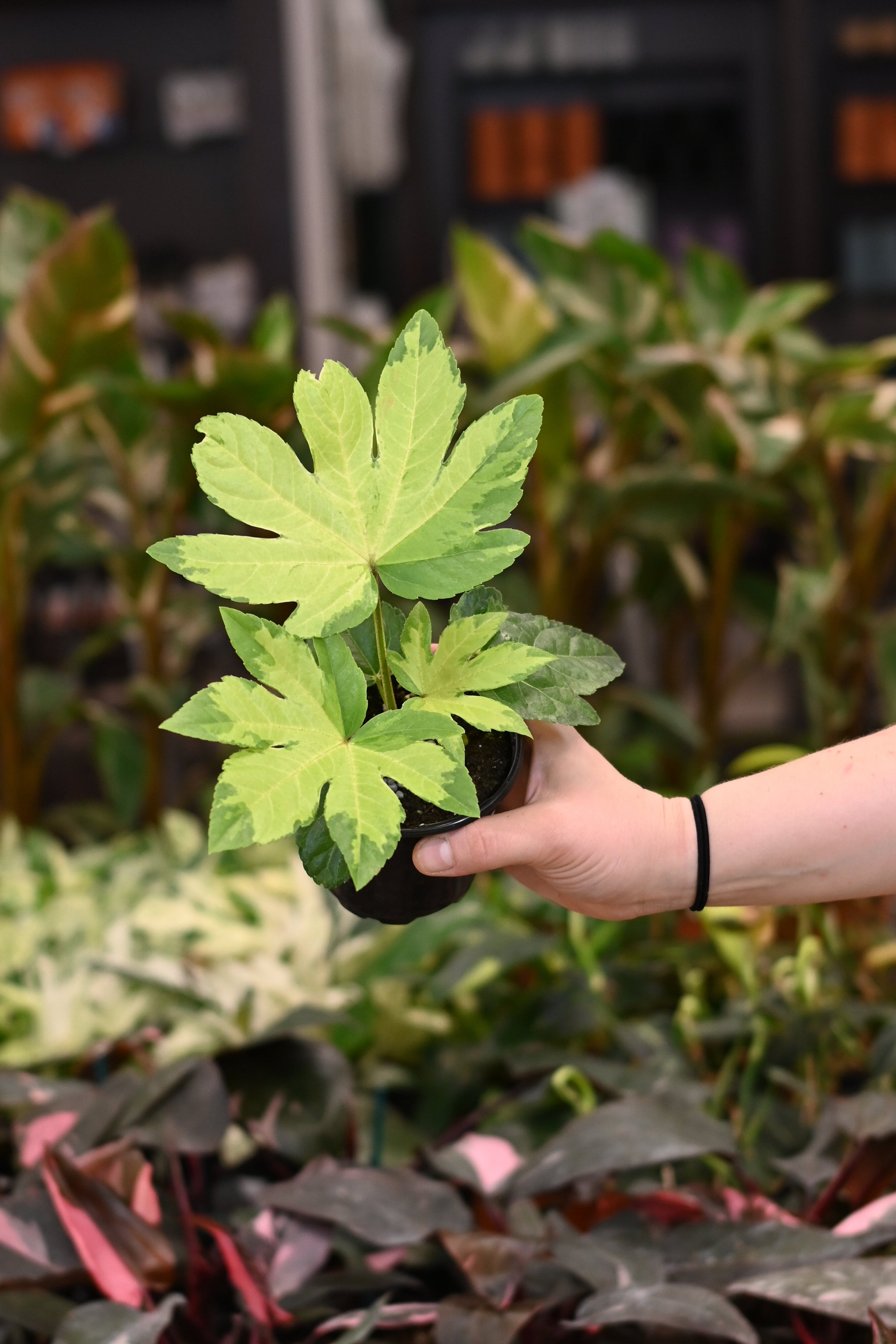 Fatsia Japonica Variegata - Camouflage