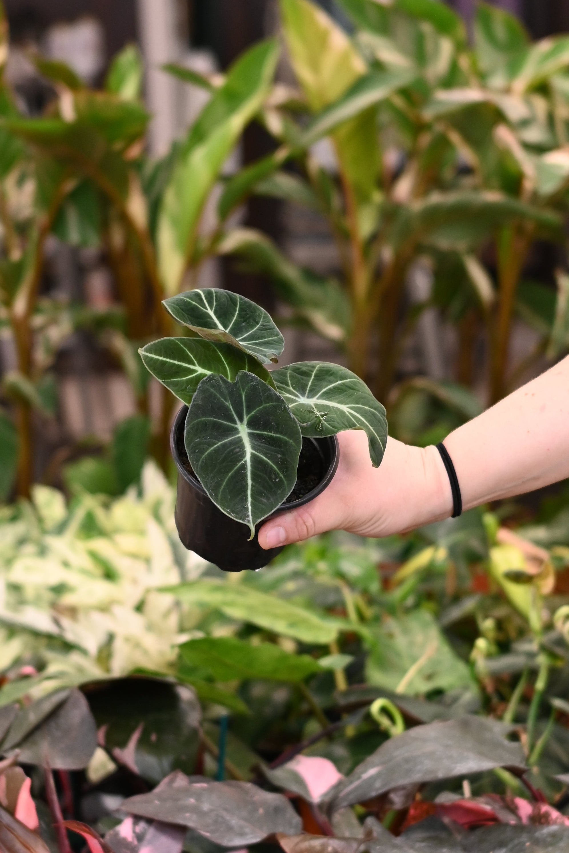 Alocasia Black Velvet