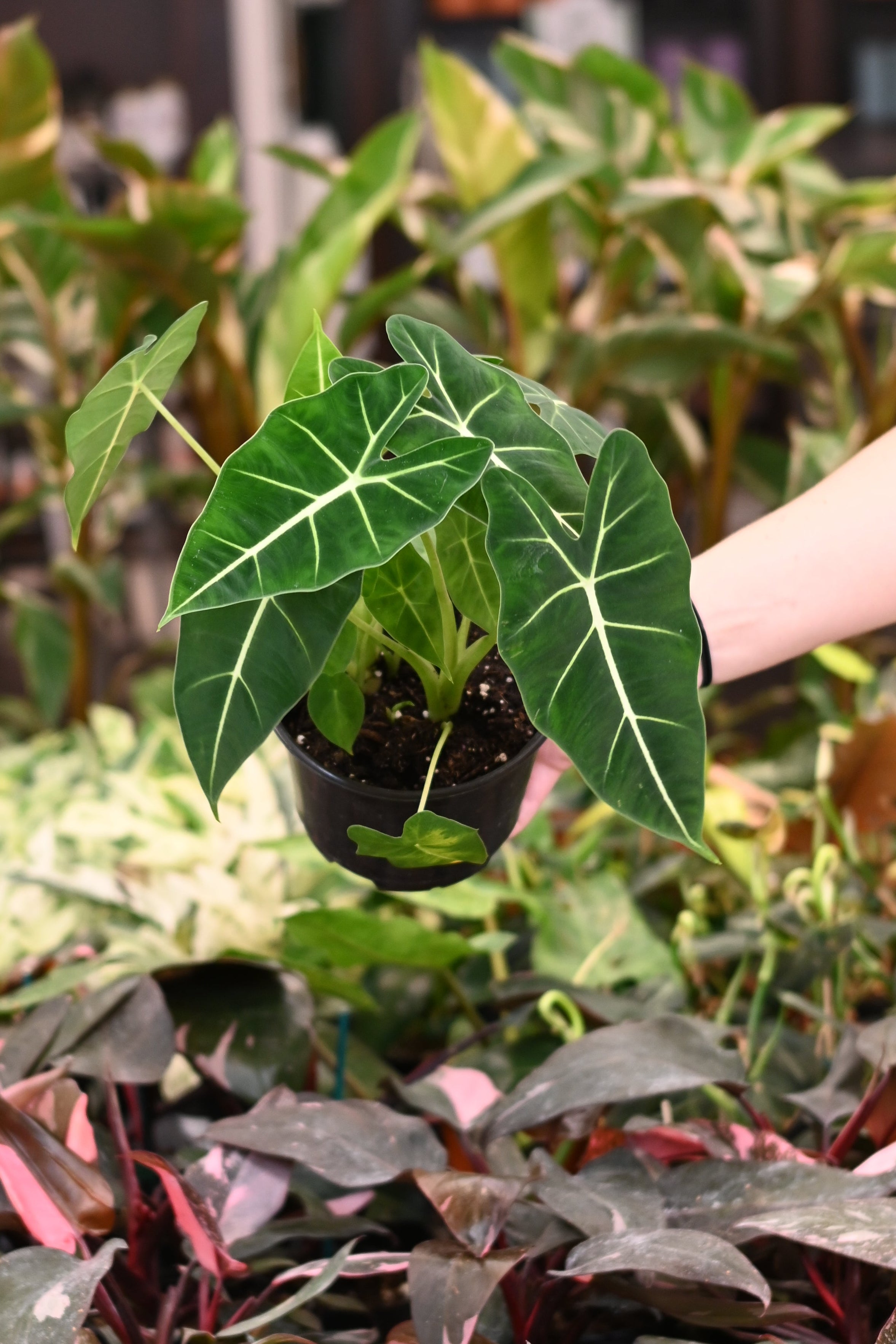 Alocasia Frydek