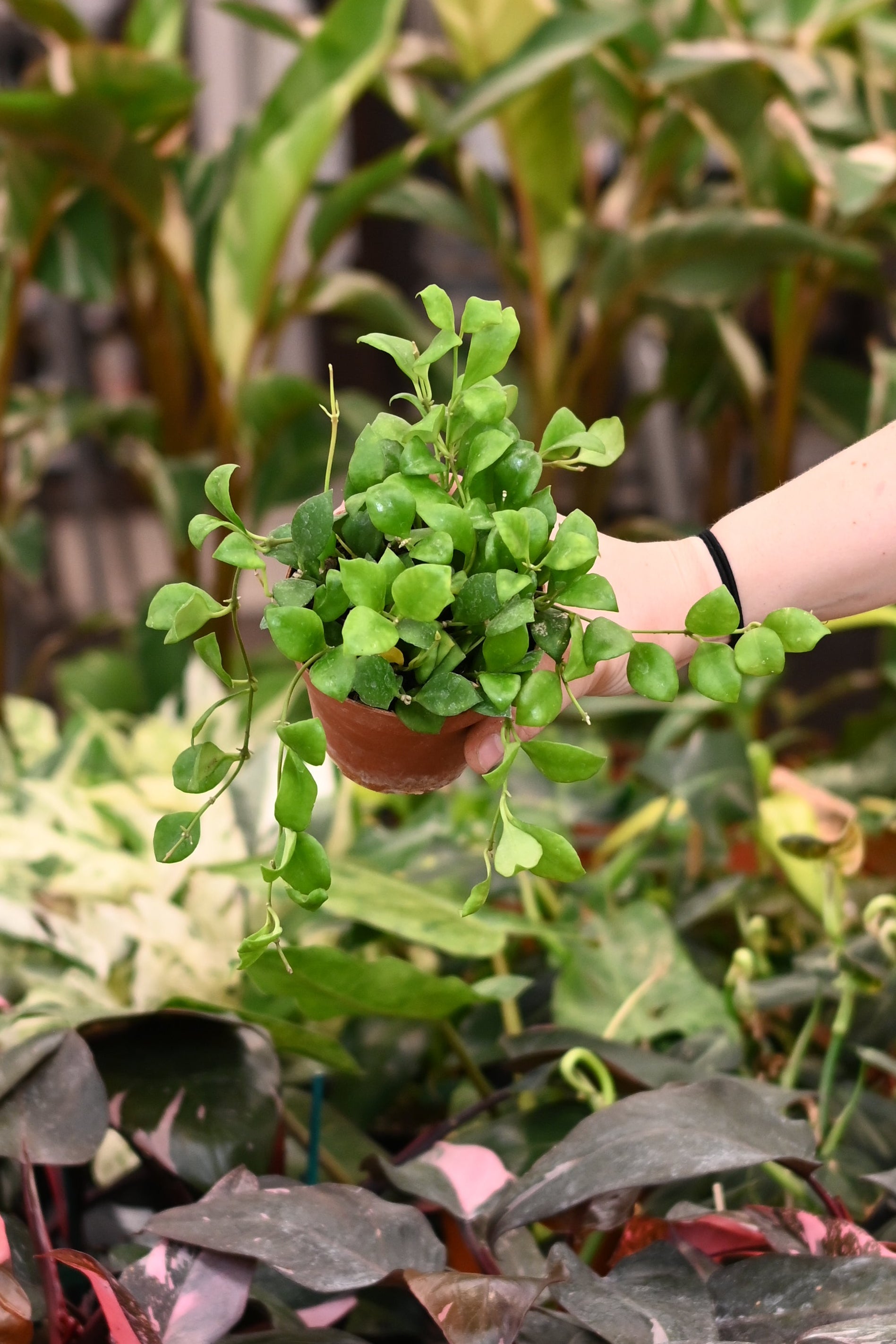 Hoya Heuschkeliana Green