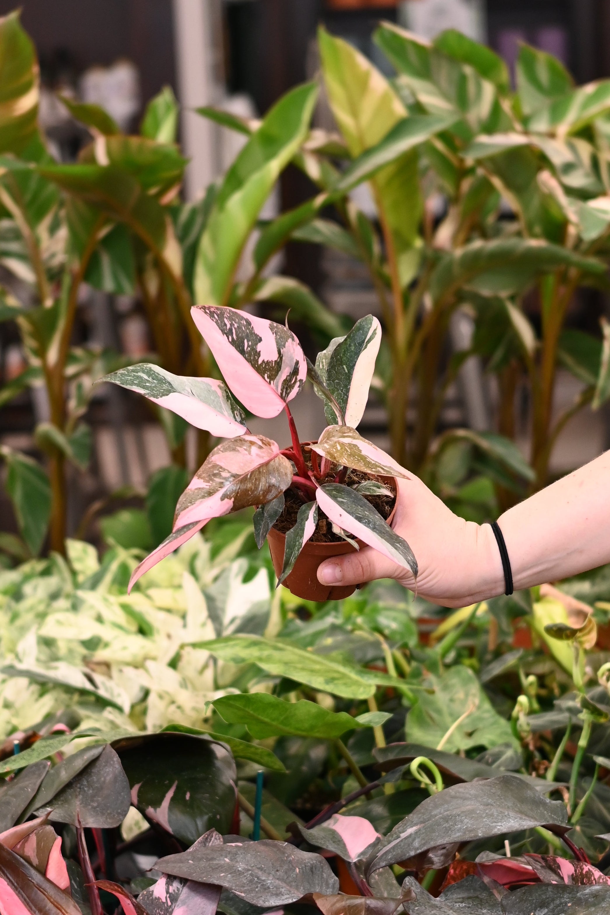Philodendron Pink Princess