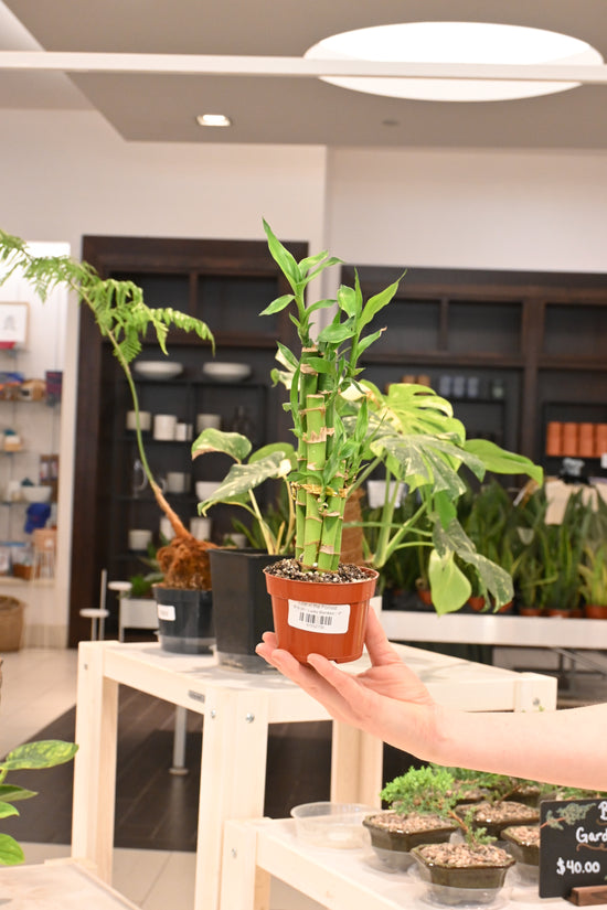 Lucky Bamboo
