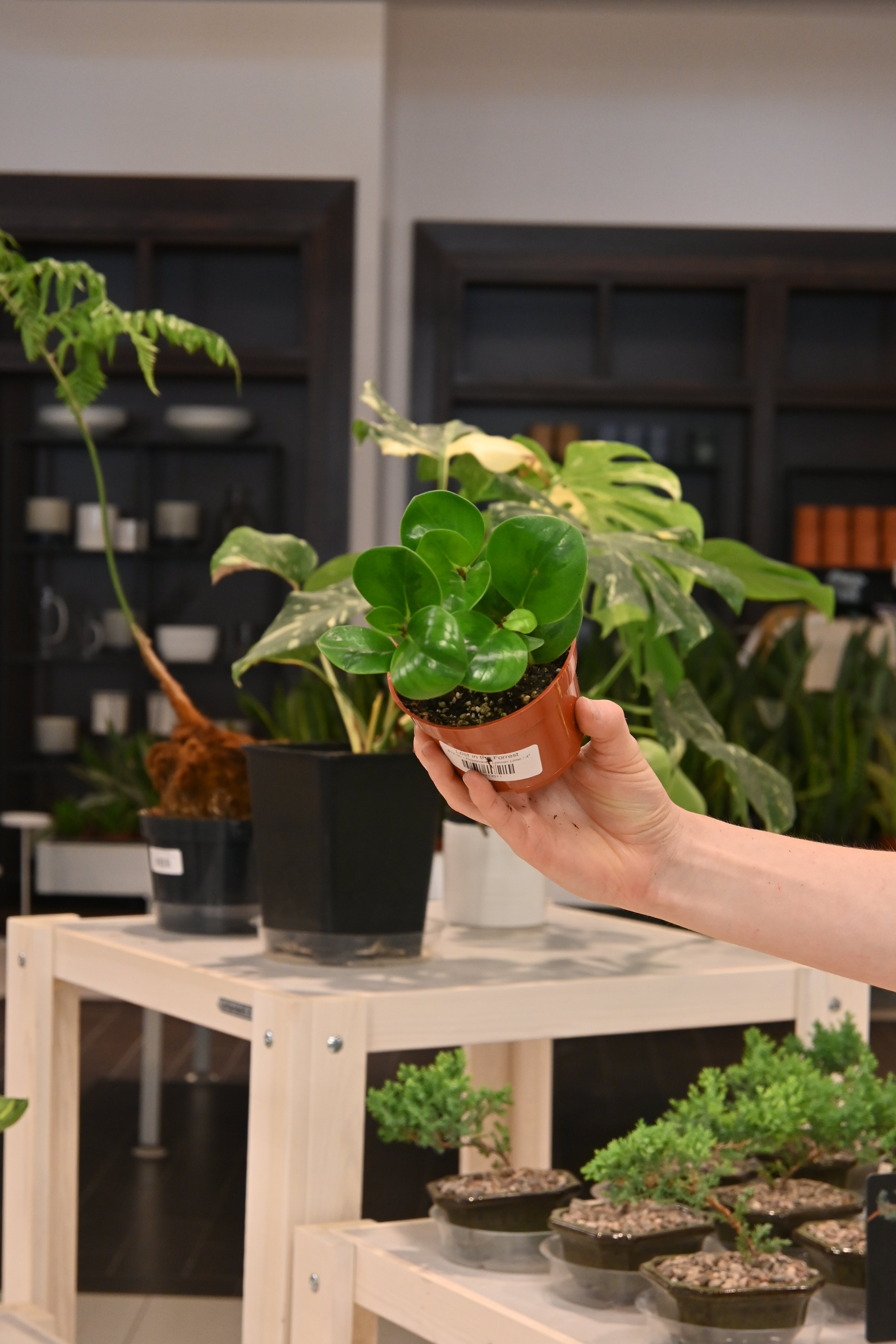 Peperomia Lemon Lime