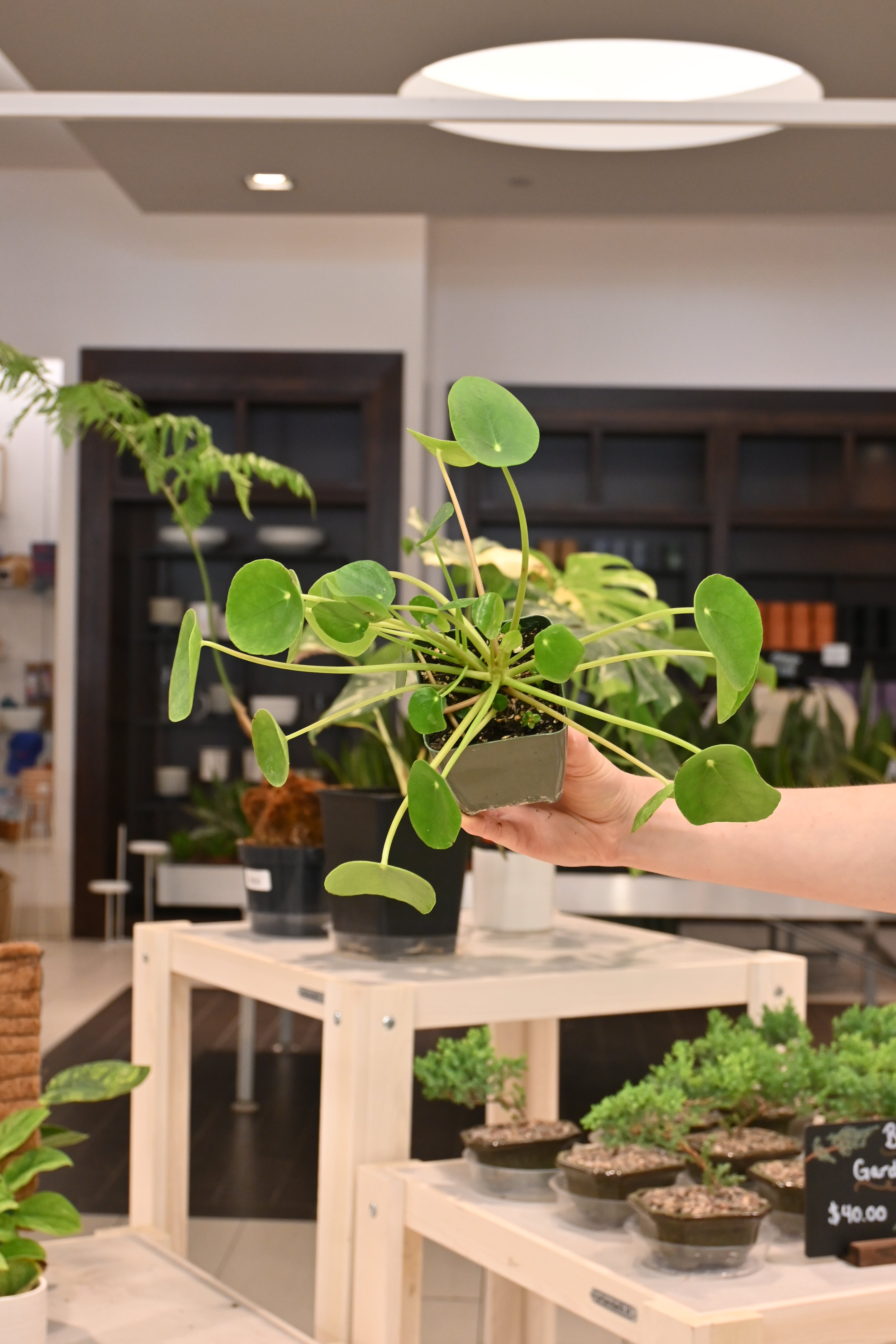 Pilea Peperomioides