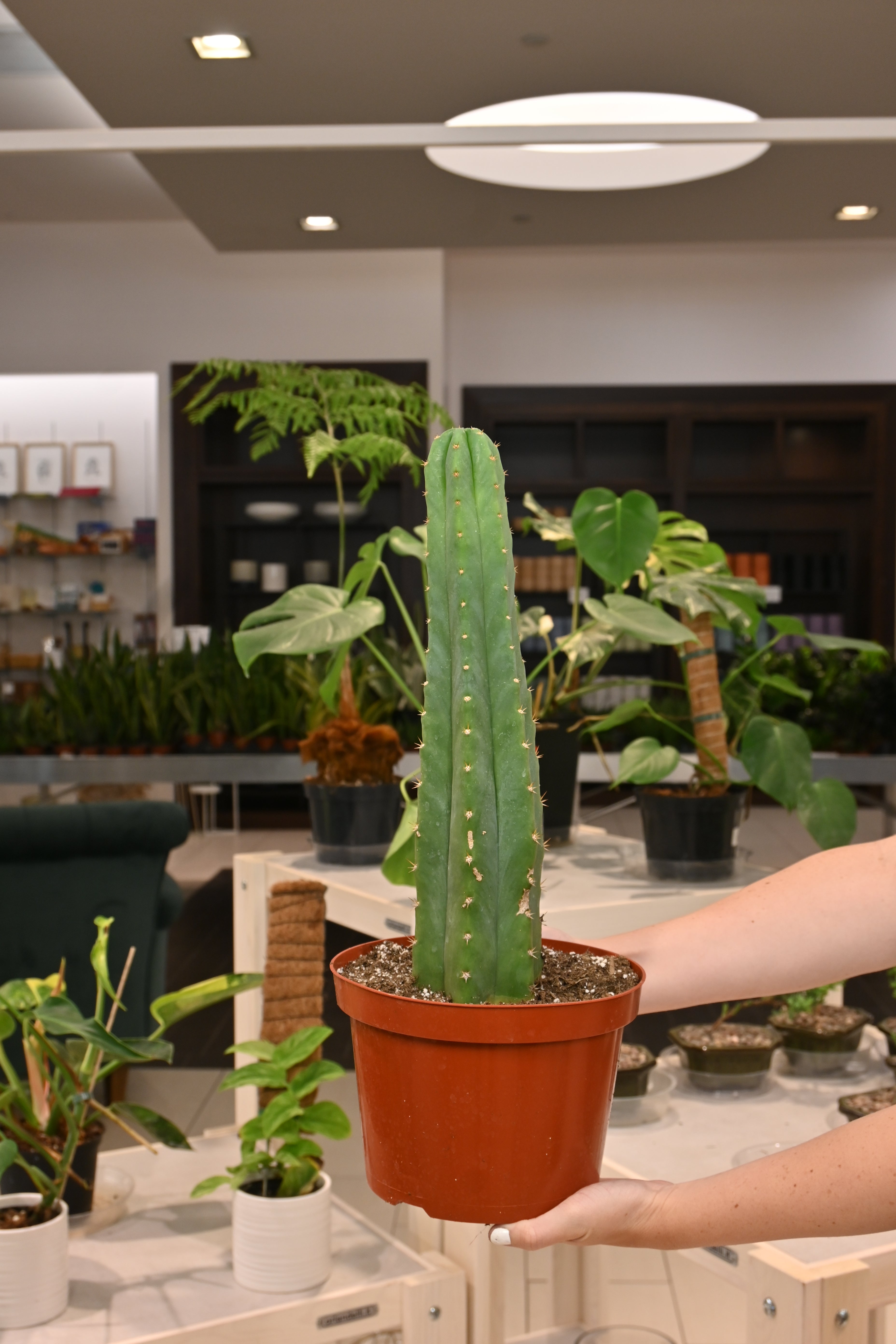 san pedro cactus health benefits San Pedro Cactus