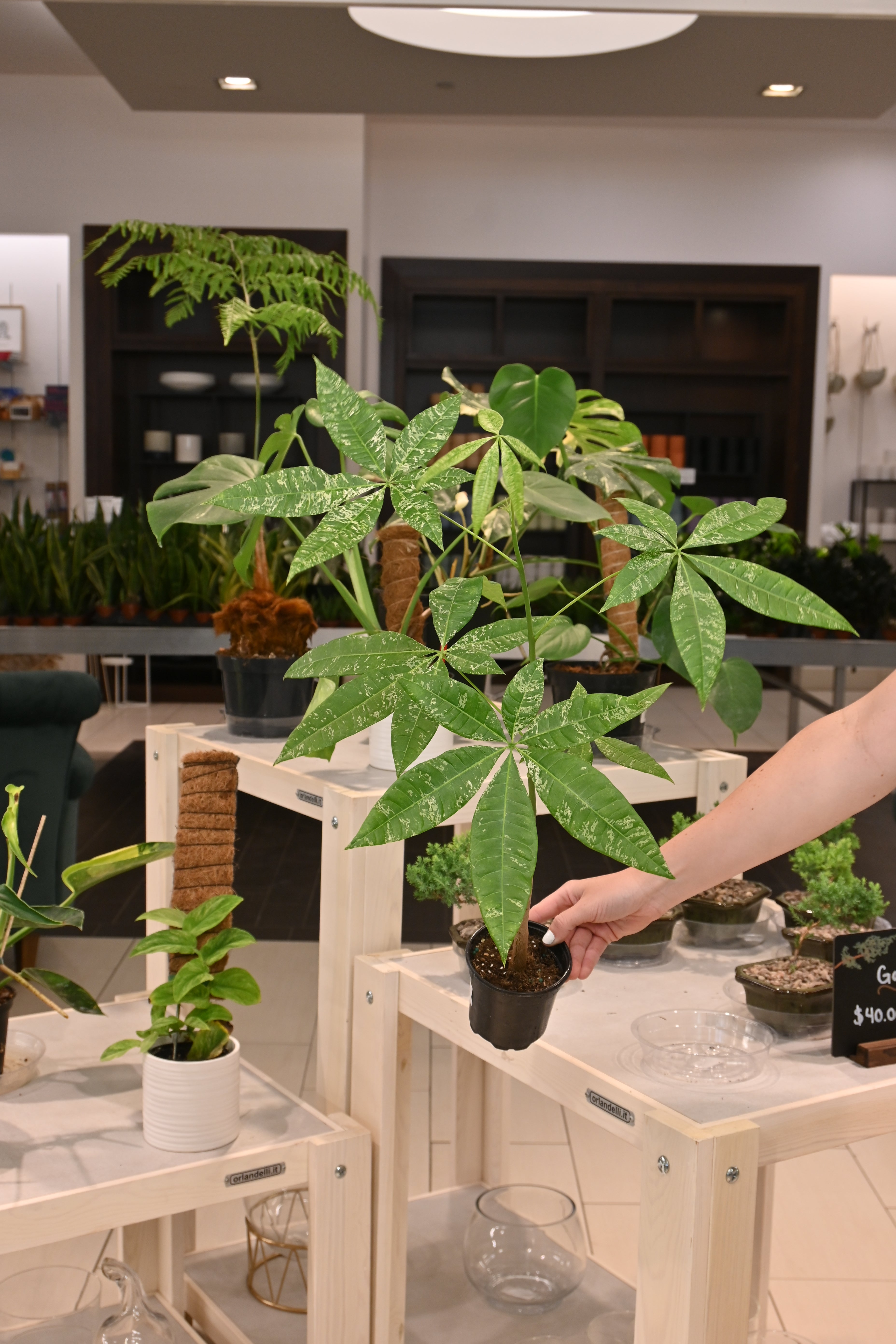 Variegated Money Tree