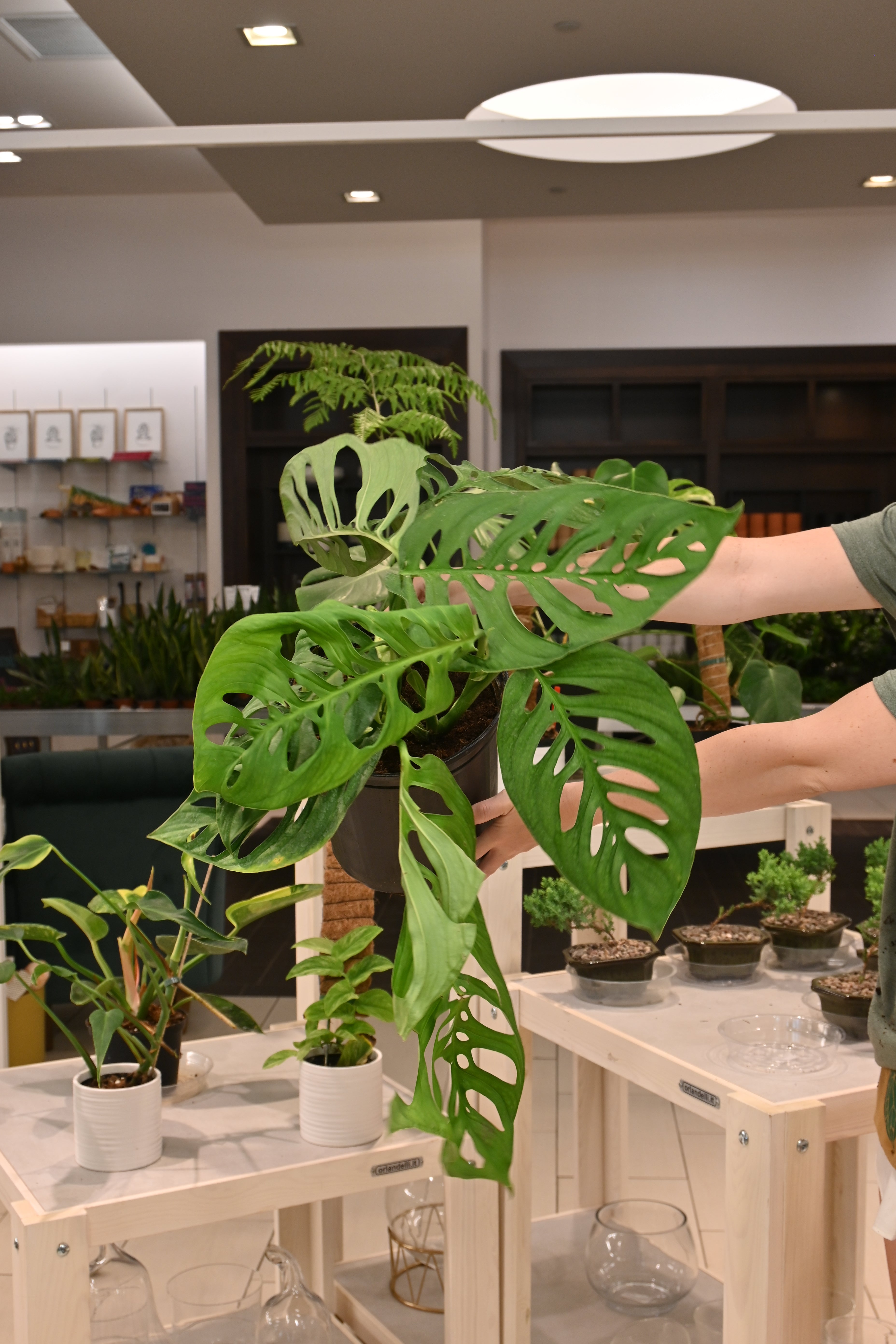 monstera esqueleto Monstera Esqueleto