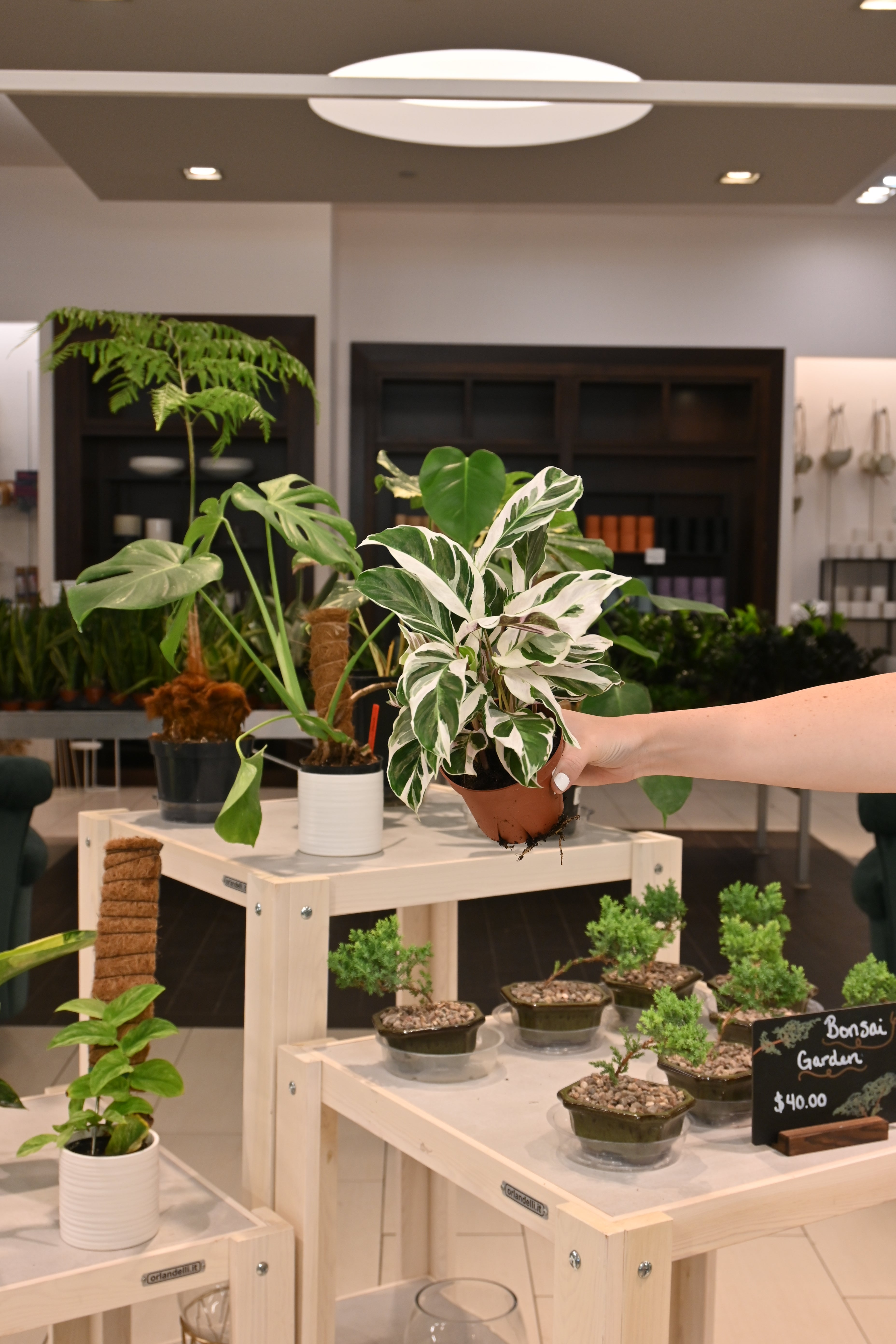 Calathea White Fusion