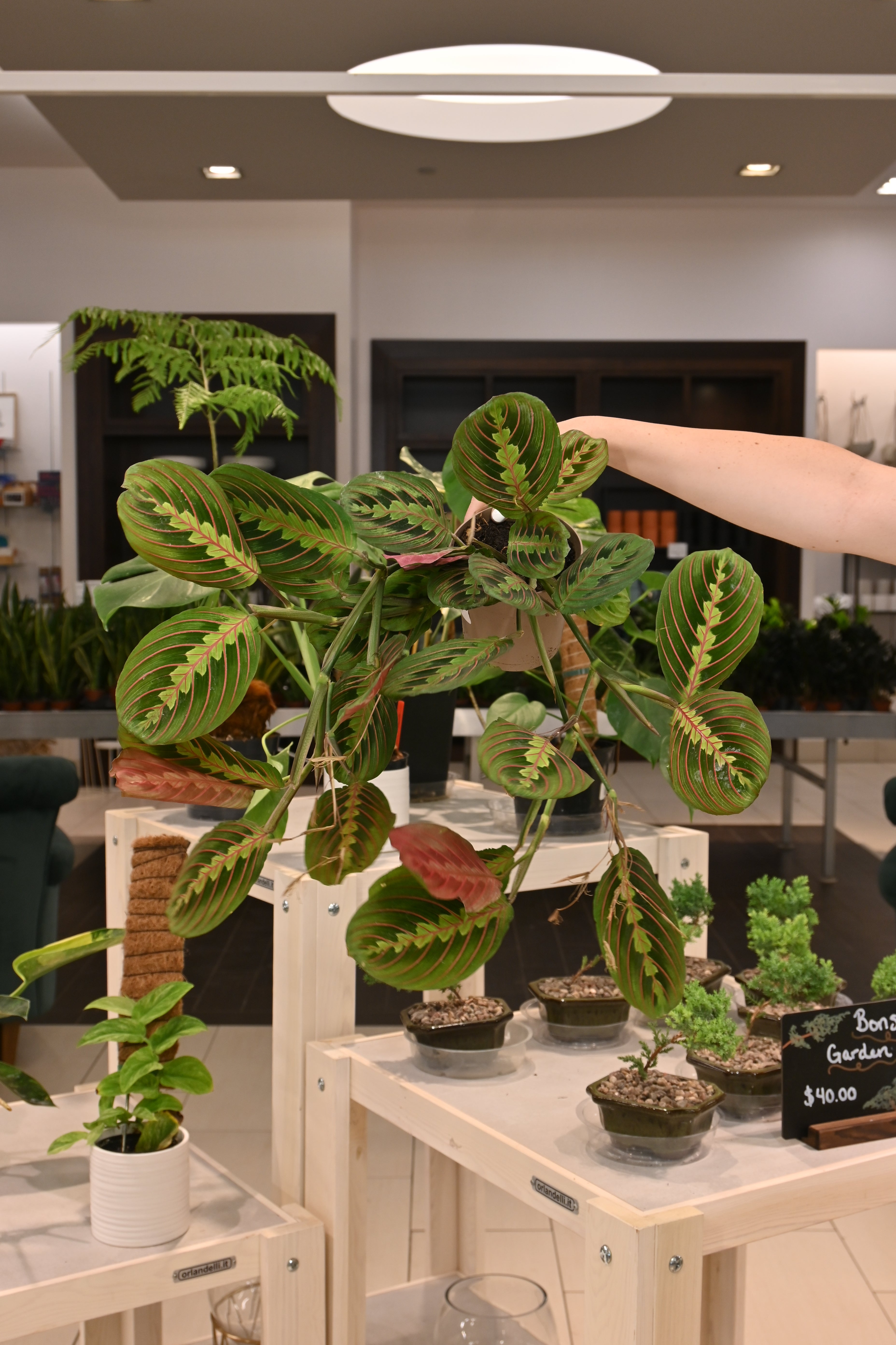 Maranta Red