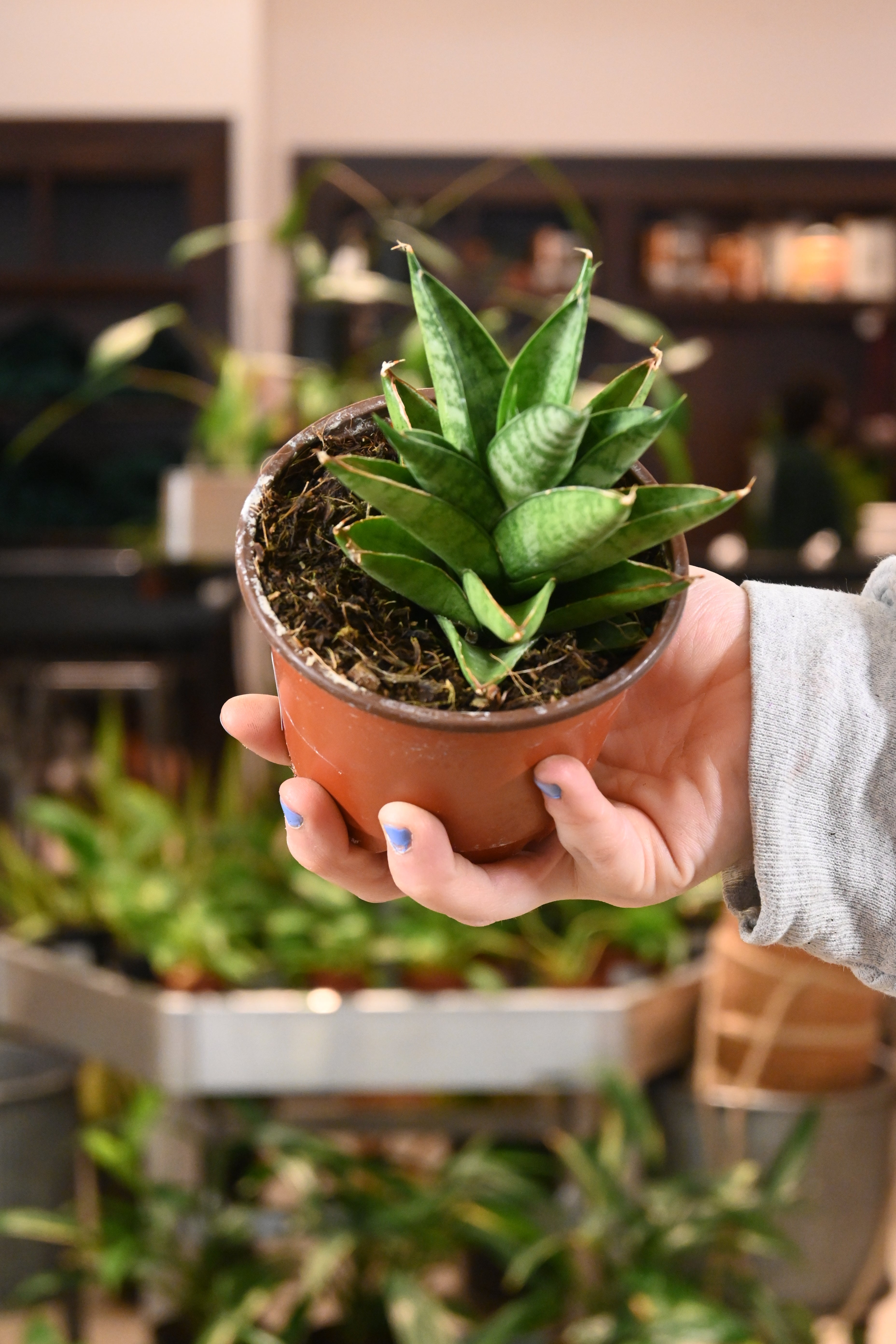 sansevieria thailand nursery Sansevieria Tower Thai – Lost in the Forrest