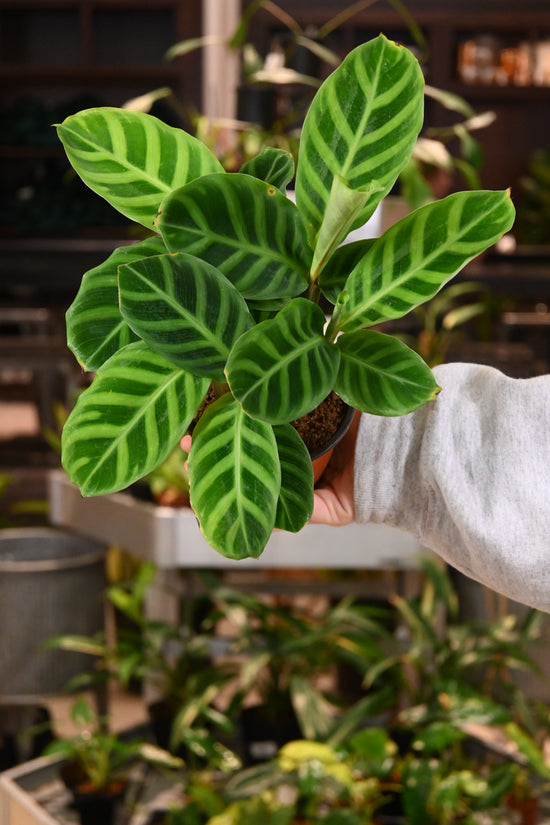 Calathea Zebrina