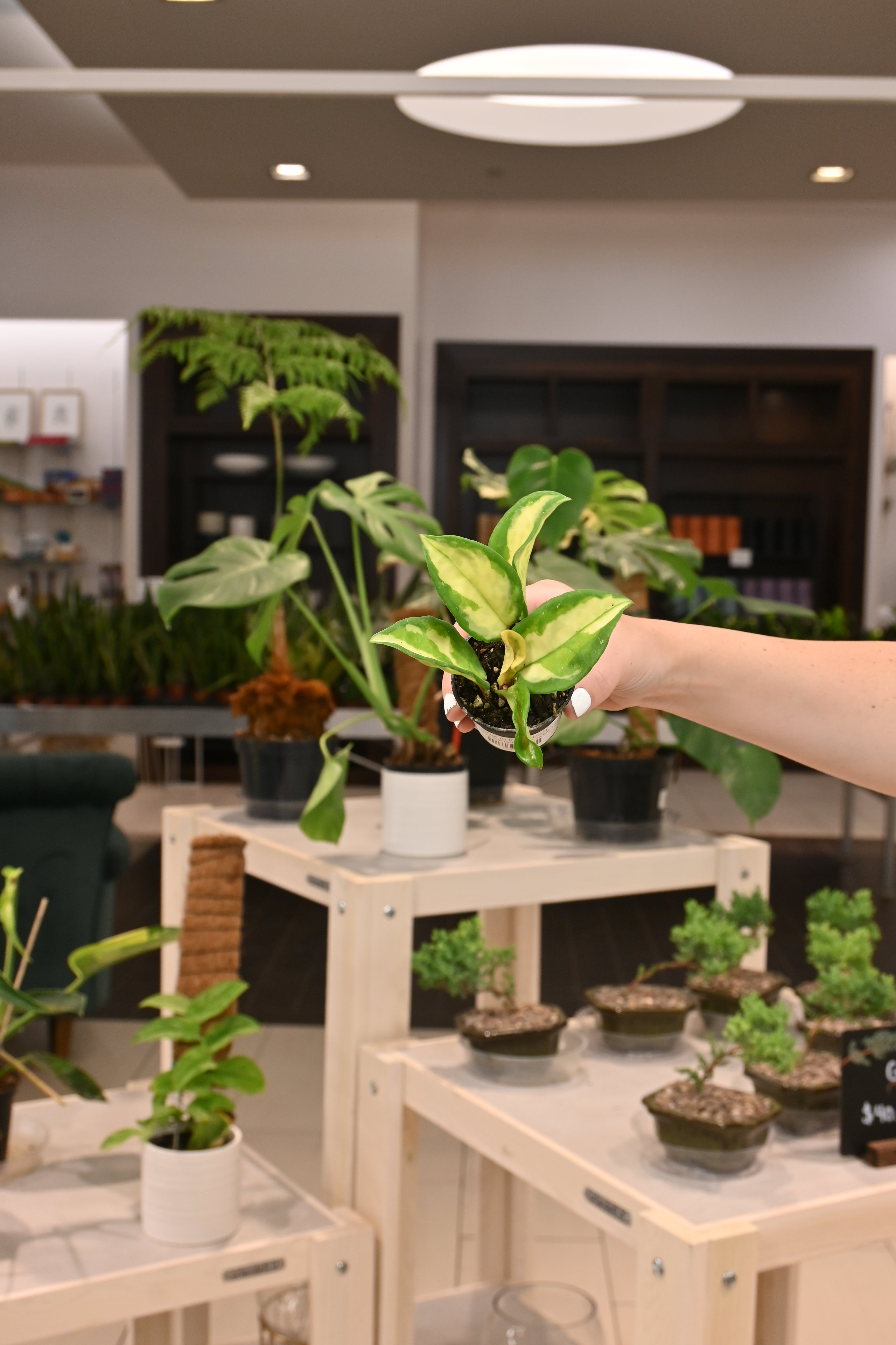 Hoya Krimson Princess